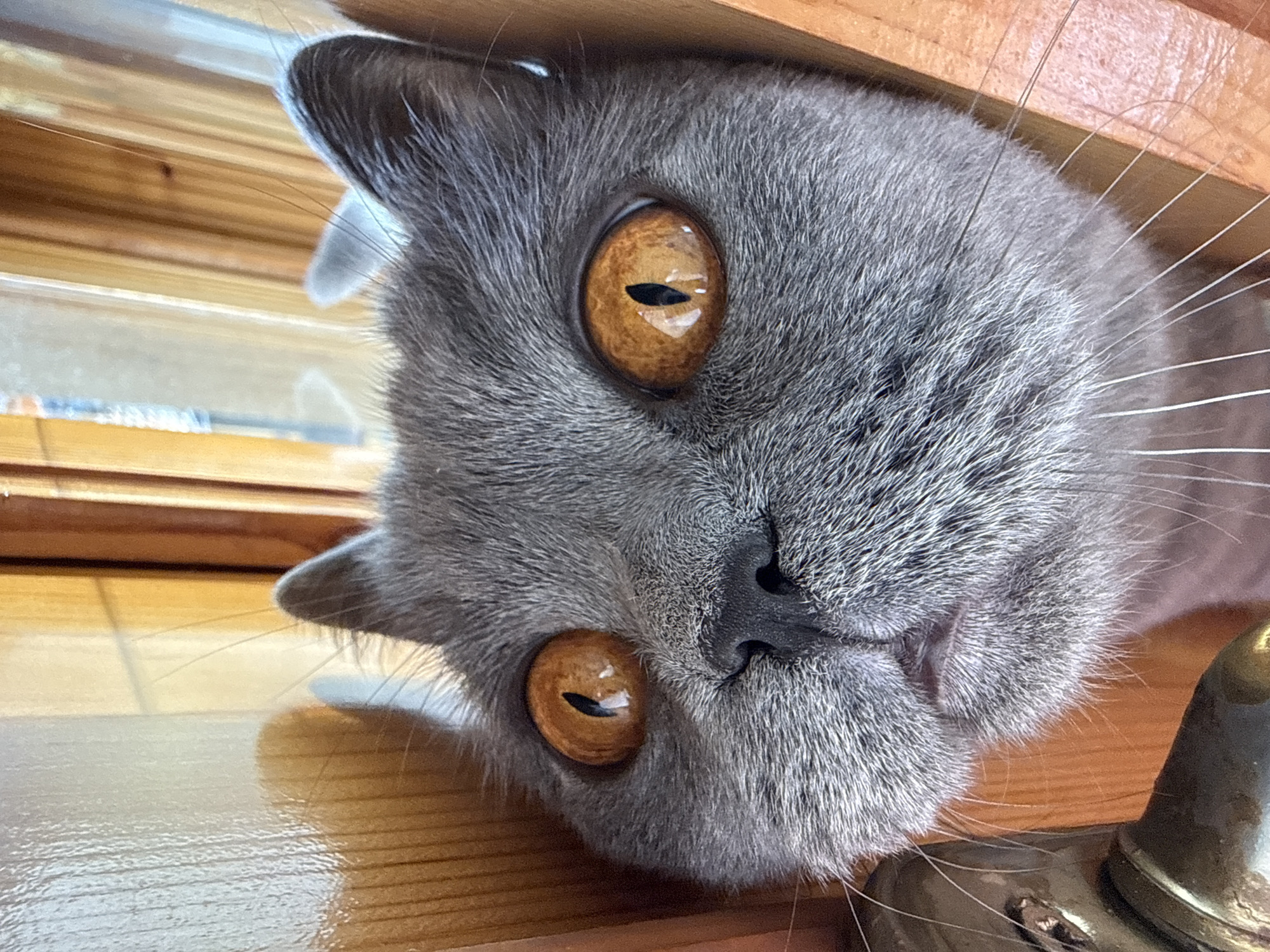 The image shows a close-up of a gray cat's face peering through a wooden structure. The cat has large, round, amber-colored eyes with vertical pupils. Its fur is short and dense, and its nose is dark. The background consists of vertical wooden planks, likely part of a door frame or furniture. The lighting suggests it is daytime, with shadows cast on the wooden surfaces. There is no indication of the location being Targovishte, Bulgaria, or any specific urban environment.