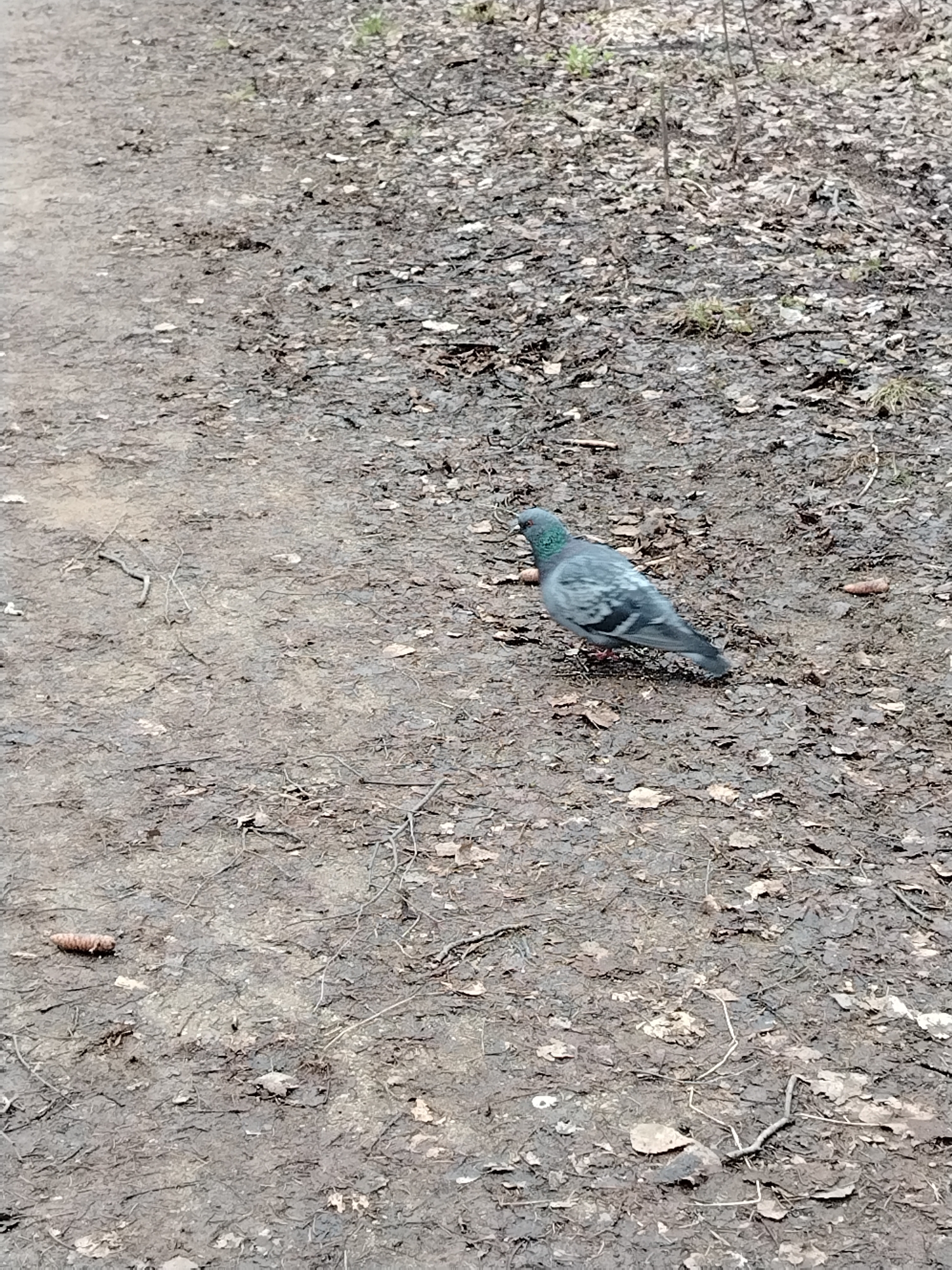 The image features a single rock dove (pigeon) standing on a dirt path in what appears to be a natural outdoor setting, possibly a park or wooded area in Noviy, Russia. The pigeon is positioned in the lower-right quadrant of the main image, facing slightly to the left. It has typical grey plumage with iridescent green and purple feathers on its neck and head.
The ground is largely composed of damp, dark earth, covered with a scattering of dry, decaying leaves and small twigs. Patches of sparse, light green grass are visible in various areas, suggesting early spring growth. The ground appears uneven, with some muddy sections. A small, brown pinecone is visible on the path to the left of the pigeon in the main image.
The lighting suggests it is daytime, possibly overcast, as there are no harsh shadows. The overall color palette is muted, dominated by browns, greys, and desaturated greens, consistent with a natural environment during a transitional season like early spring. There is no specific activity depicted other than the pigeon standing on the ground, possibly foraging or resting. No people or visible text are present in the image.