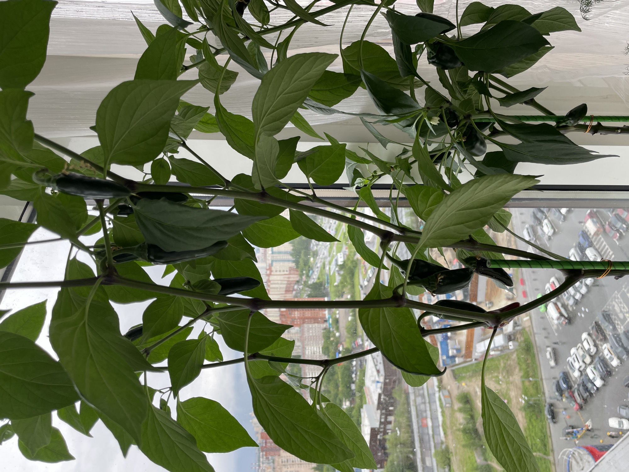 A view from within a high-rise building shows a pepper plant growing indoors. The plant has dark green peppers hanging from its branches among the light green leaves. Through the window, an urban landscape is visible. The scene is Saint Petersburg, Russia, as indicated by the architecture. Below are parking lots, buildings, and sky. The day is overcast. Raindrops are visible on the glass.