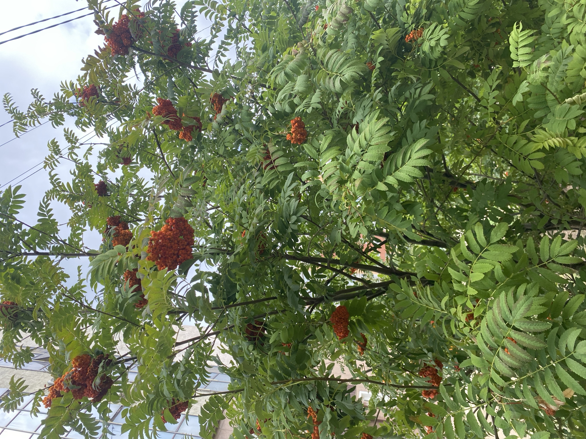 The image displays a Rowan tree with clusters of bright orange berries set against a backdrop of green leaves. A portion of a building with a textured, light-colored facade is visible on the left side of the frame, suggesting an urban or semi-urban environment. Power lines are present in the upper right quadrant of the image, indicating the presence of infrastructure common in cities. The lighting suggests it is daytime, with an overcast sky. This scene is likely located in the city of Oral, Kazakhstan, given the prompt's context. No people are visible in the image.