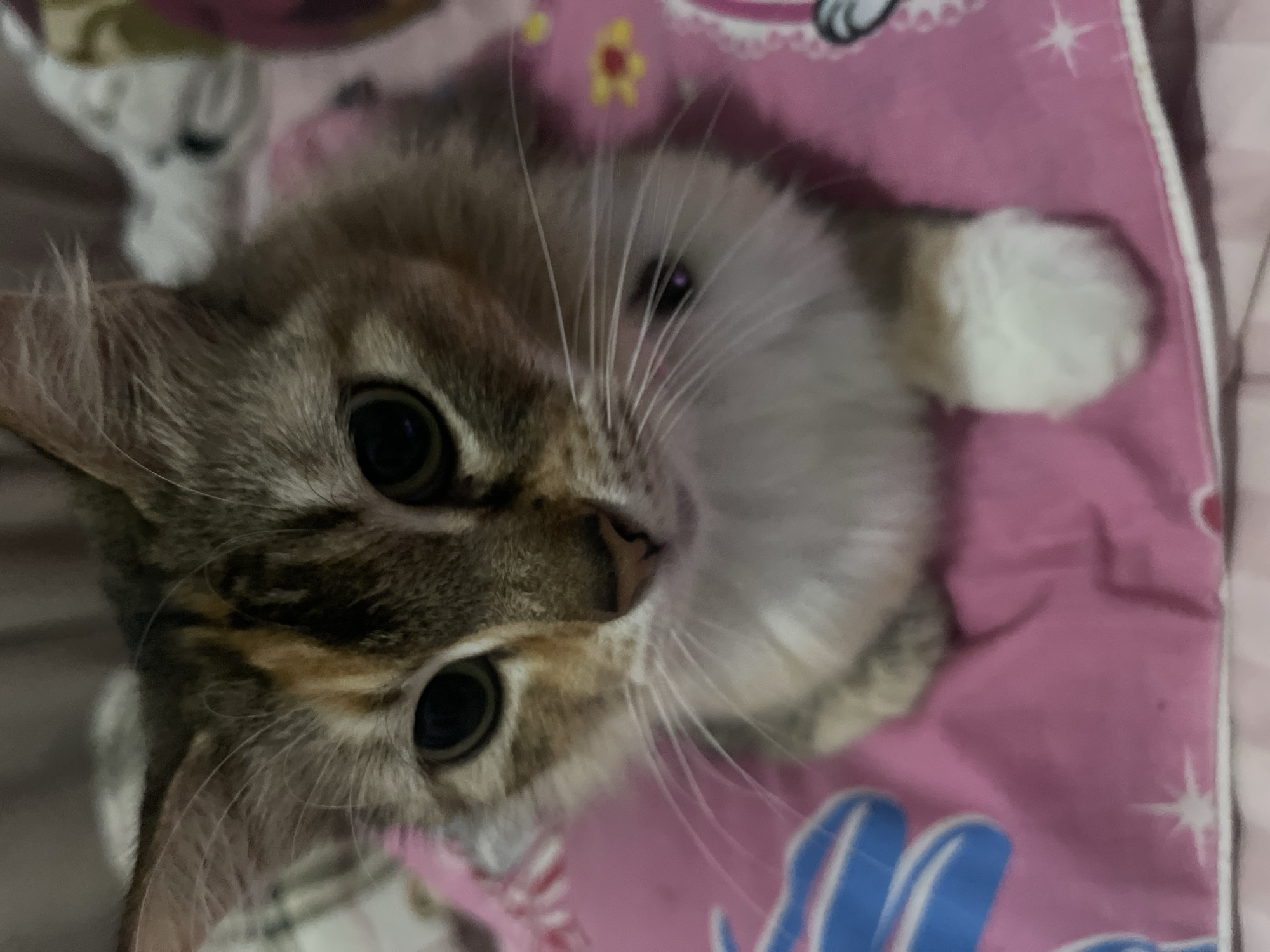 A close-up, head-on, medium-shot photograph shows a calico cat lying on a pink blanket. The cat's face is the primary focus, with its large, dark eyes looking directly at the camera. Its fur is a mix of brown, black, and white, with distinct patches of orange on its forehead. The cat has long, white whiskers that extend outwards. A dark, circular object, possibly a collar charm, is visible on its neck. The pink blanket beneath the cat has a cartoonish design featuring blue and white elements, along with small yellow and red floral patterns. The background is slightly blurred, showing a hint of bedding and what appears to be other soft furnishings. The scene appears to be indoors, likely on a bed.