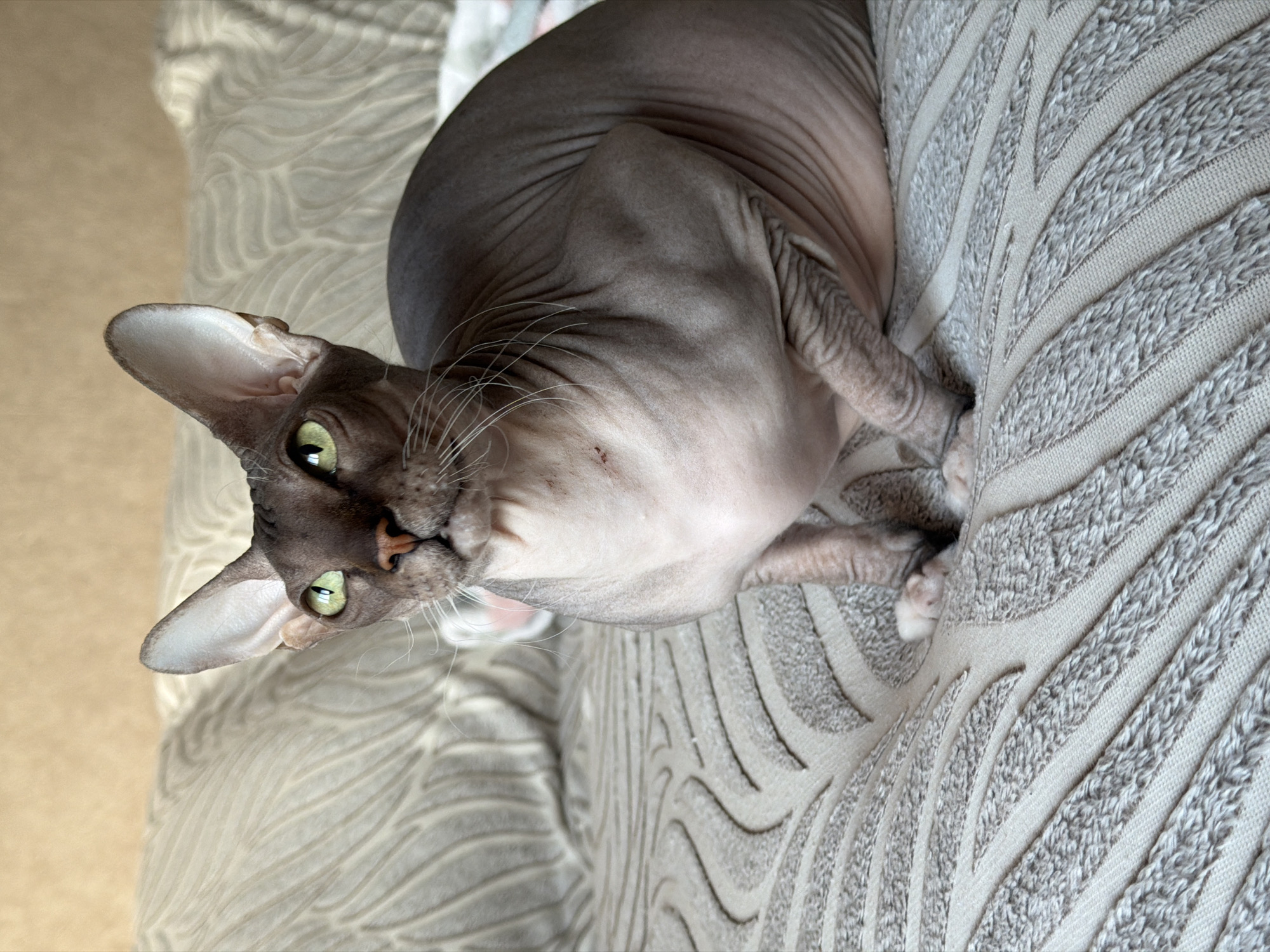 A hairless cat lies on a patterned cushion. The cat has green eyes and is looking at the camera. The cat is mostly a mix of gray and pink skin tones. The cushion has a ribbed pattern. The location is in the city of Unknown, Unknown.