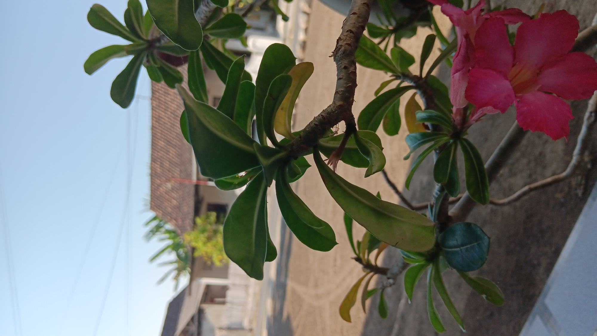 A medium shot captures a flowering desert rose plant in the foreground, its vibrant pink blossoms and lush green leaves sharply in focus. Behind the plant, a blurred background reveals a residential scene in Sonobekel, Indonesia. Two modest houses with red-tiled roofs and pale walls are visible, separated by a short fence. A dirt road or path, marked with tire tracks, runs between the houses and the plant. The sky above is a clear, pale blue, suggesting a bright, sunny day.