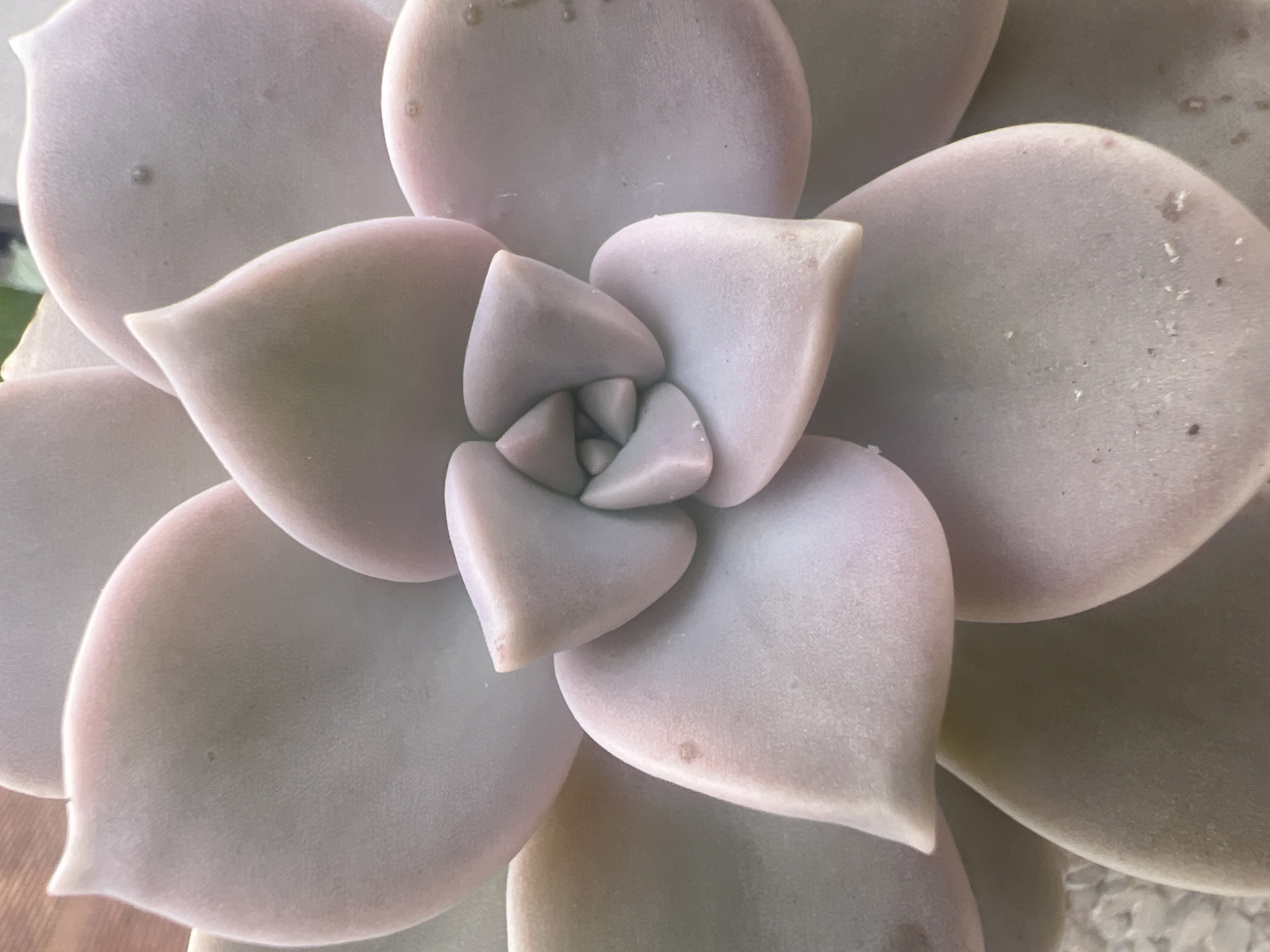 This is a close-up, top-down view of a succulent plant, likely an Echeveria or similar species, characterized by its tightly packed rosette of fleshy leaves. The leaves are broad and paddle-shaped, tapering to a subtle point at their tips, and are arranged in a distinct spiral pattern, with newer, smaller leaves forming the central core.
The dominant color of the plant is a muted, pale lavender-grey or dusty rose, which is common for succulents possessing a protective powdery coating known as farina. Subtle variations in hue are visible, with some areas appearing slightly more green or pink due to light reflection and natural pigmentation.
Notable details include small, dark spots and fine specks of debris or dust scattered across the surface of several leaves, particularly evident in the provided cropped sections. These imperfections add a natural, unblemished quality to the plant's appearance. The lighting is soft and diffuse, highlighting the three-dimensional form of each leaf and the overall sculptural quality of the rosette, without harsh shadows. The background is softly blurred, keeping the focus entirely on the intricate structure of the succulent. No people, activity, or visible text are present. The plant could be growing in an indoor pot or a garden setting in Mollet del Vallès, Spain, as suggested by the location context.