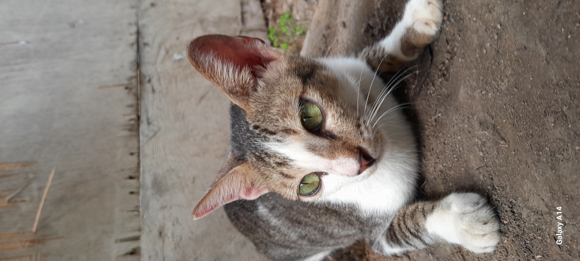 A close-up, eye-level, vertical shot features a domestic shorthair cat with green eyes, a white chest and face, and tabby markings on its back and legs. The cat is lying down on a dirt surface with a weathered wooden structure in the background. The cat's gaze is directed to the left of the frame. A watermark reading "Galaxy A14" is visible in the bottom left corner. The scene appears to be outdoors, possibly in a residential area or backyard, in Tanjong, Indonesia.