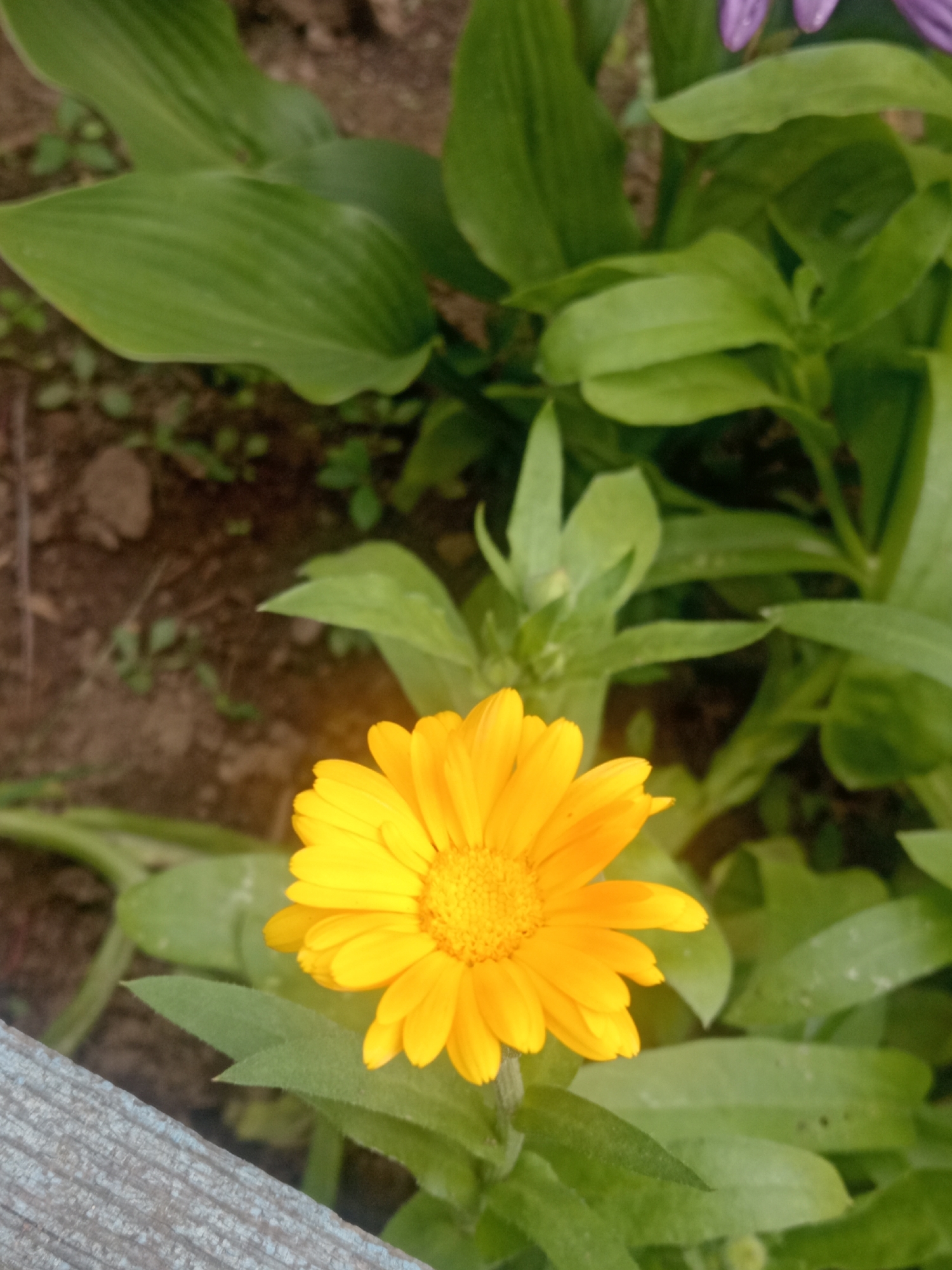 A single, bright yellow calendula flower is in full bloom, centered in the lower half of the frame. The flower has many ray florets radiating outwards from a central disc, which is also yellow and textured. The flower is surrounded by lush, green foliage. In the background, unfocused, are more green leaves and brown soil. The top right corner of the image shows a hint of another flower with purple petals, partially visible. In the lower left corner, a rough, weathered wooden surface, possibly a fence or planter box, is present. The scene appears to be an outdoor garden setting.