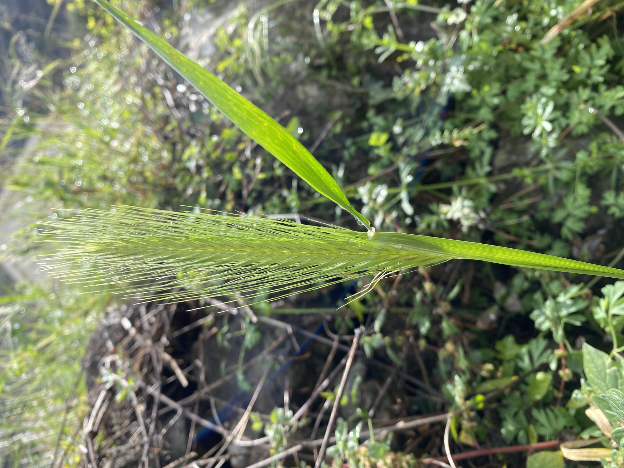 A vertical image displays a single, vibrant green plant stalk in sharp focus, featuring an elongated, bristly seed head and a distinct blade-like leaf extending right. Multiple water droplets adhere to both the seed head and the leaf surface. The deeply blurred background comprises a dense mix of green foliage, brown twigs, and darker, indistinct shapes, possibly a wall or earth, with bright circular bokeh reflections. A faint blue hue is discernible within the background vegetation on the left. The scene is an outdoor, vegetated environment. No human or animal subjects are present. While located in Budva, Montenegro, the precise municipal location is not discernible from the image content.