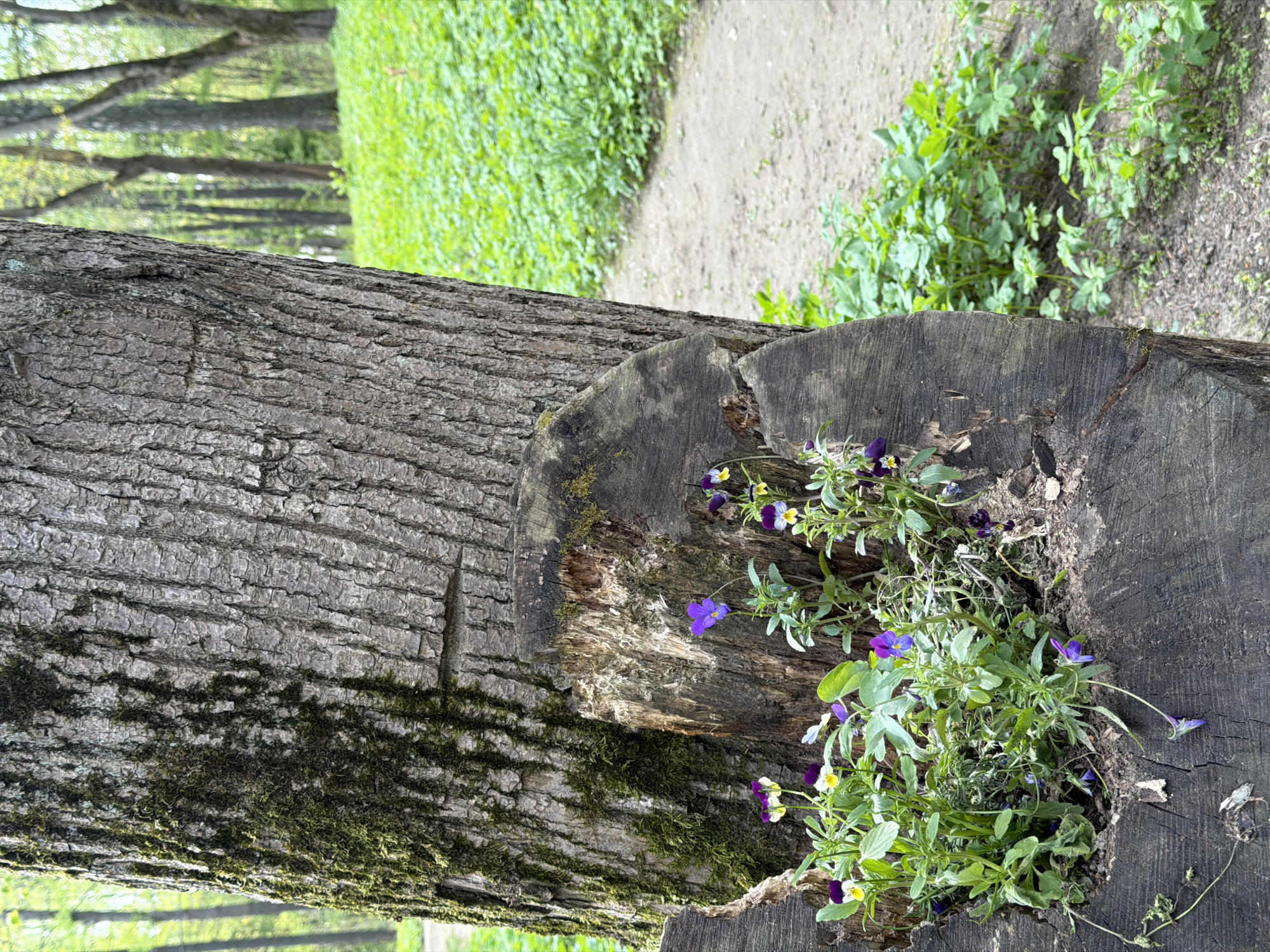 A tree lies horizontally across a grassy path in a park in Tokkari, Russia. Moss grows on the bark of the tree. At the end of the tree, where it was cut, flowers grow from a hole in the stump. The flowers are primarily purple with some yellow petals.