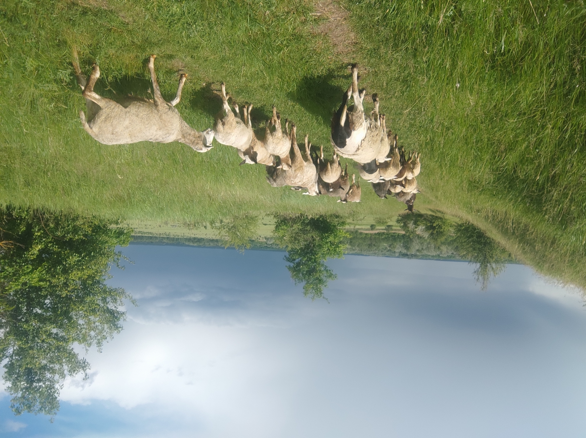 The scene depicts a flock of sheep in a field. The sheep are predominantly light-colored and are walking in a line. The field is covered in green grass. In the background, there are trees and a view of the sky with varying cloud cover. The location is identified as Unknown, Unknown.