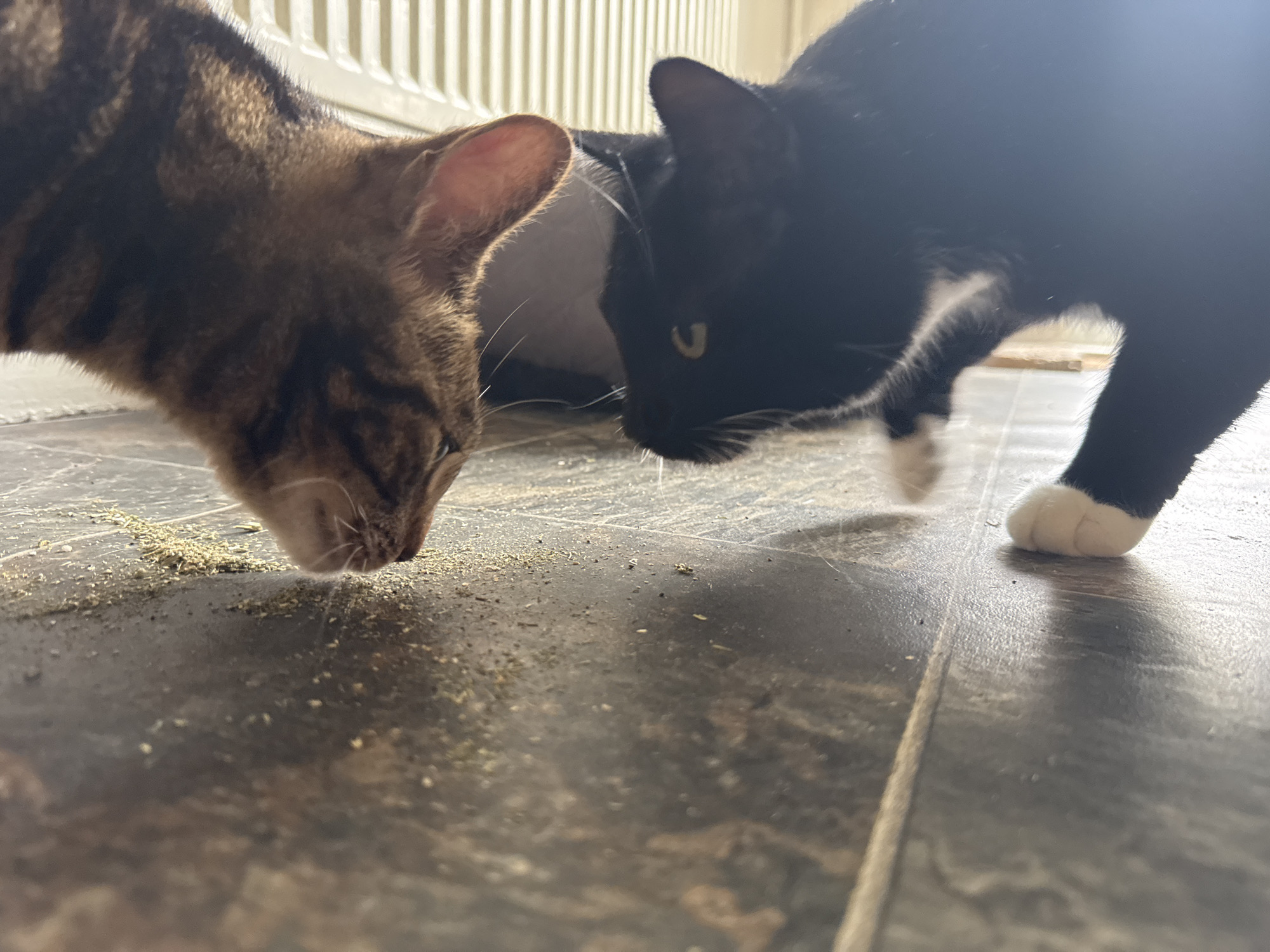The image depicts two domestic cats on a dark, tiled floor. The cat on the left is a brown tabby, its face close to the floor, appearing to sniff or eat small, scattered, light-colored particles. The cat on the right is mostly black with white markings on its chest and one paw. The cat's head is lowered, also oriented toward the floor. The background features a white, vertical radiator. The setting is likely indoors. The image's focus is low to the ground, giving a cat-eye view of the scene. The city of Desborough, United Kingdom cannot be assessed from the information within the image.
