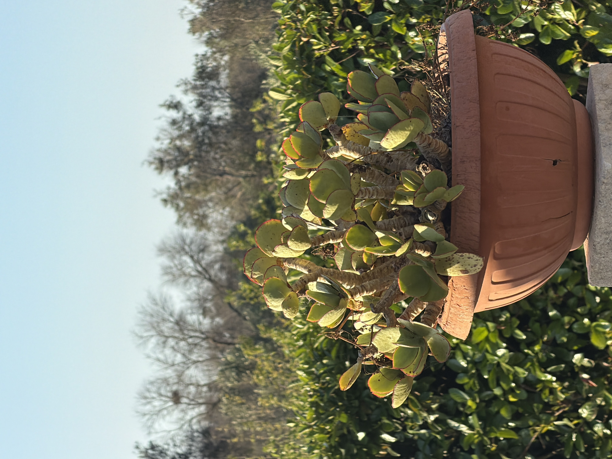 A jade plant in a terra cotta pot sits on a stone pedestal in front of a dense green hedge. The jade plant has thick, woody stems and fleshy, oval-shaped leaves with red edges. The pot is a large, ribbed bowl with a wide rim. The hedge is made up of many small, glossy green leaves. In the background, bare trees are silhouetted against a pale blue sky. The scene appears to be outdoors on a sunny day. The location is Carpignano Salentino, Italy.