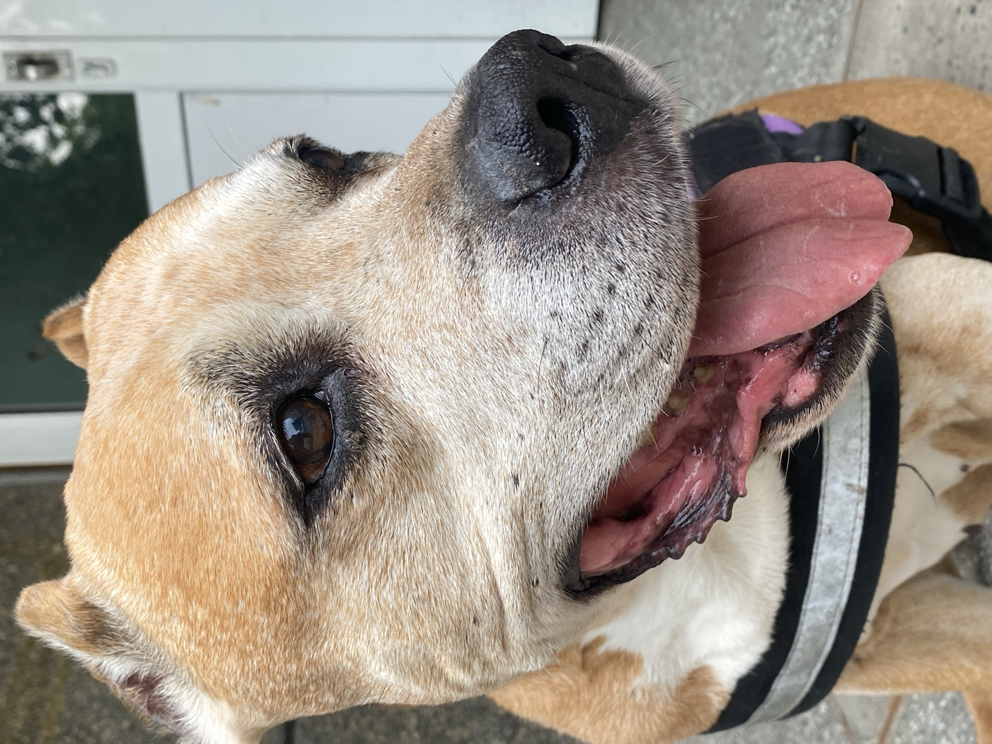 A close-up, eye-level, full-face portrait shows a tan and white pit bull type dog with its mouth open and tongue extended. The dog is wearing a black and silver reflective vest. The background is a blurred view of a building with a white door and some greenery. The dog appears to be on a patio or walkway. The image was taken in Pleven, Bulgaria.