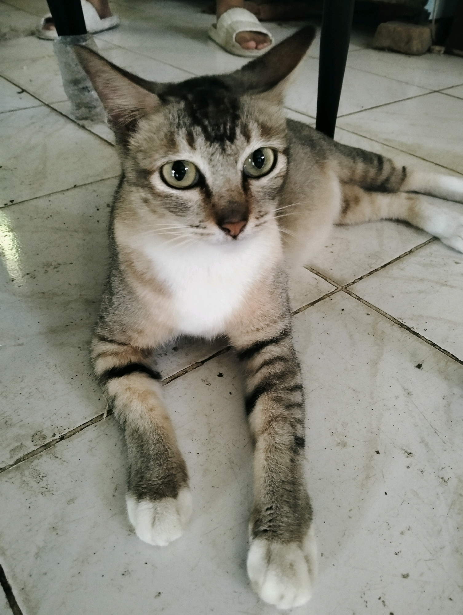 A tabby cat with green eyes and white paws lies on a tiled floor in what appears to be an indoor setting. The cat is positioned in the center of the frame, facing forward with its front paws extended. The tiled floor is light gray with visible grout lines. In the background, the legs and feet of two individuals are partially visible, wearing white slippers. The lighting suggests it is daytime, with some shadows cast on the floor. The overall environment appears to be simple and possibly residential, with no discernible specific landmarks of Perdamaian, Indonesia.