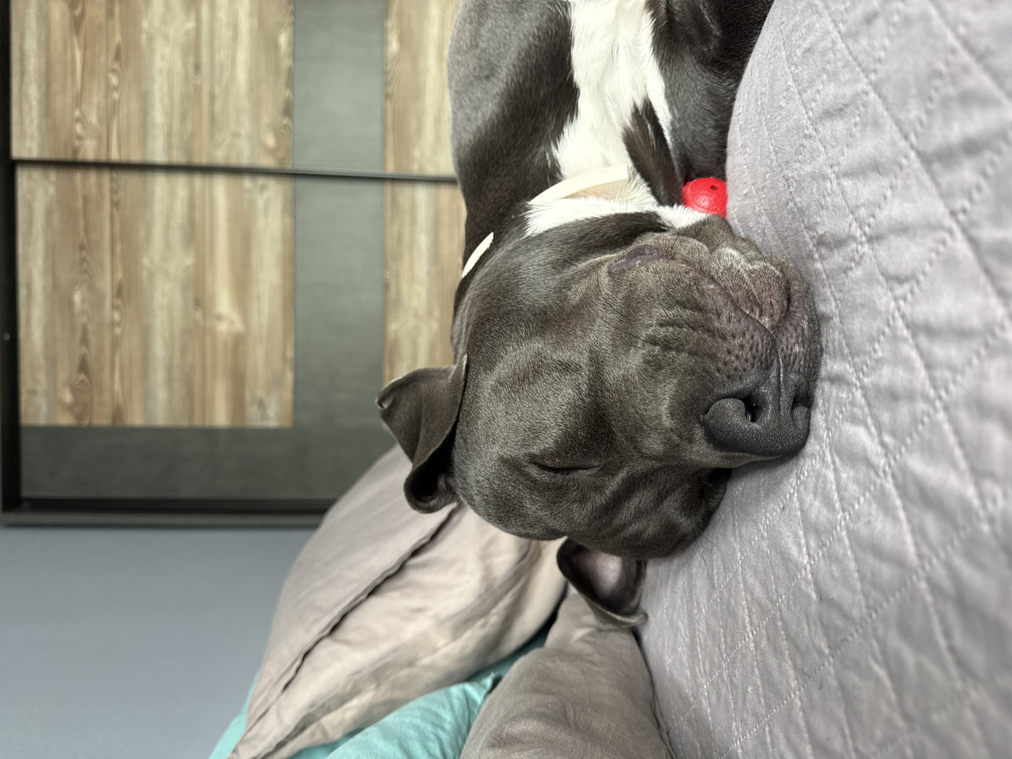 A grey and white dog is sleeping on a bed with a grey quilted comforter. The dog is mostly grey with white markings on its chest and legs. It has a red ball near its head. Behind the dog, there are several pillows, one teal and two in neutral tones. In the background, there is a large closet with sliding doors, one of which has a wood-grain finish and a metallic grey lower panel. The wall behind the closet is light blue. The scene appears to be indoors in a bedroom. There are no people visible in the image. The location is not specified in the image and cannot be determined from the visual information provided.