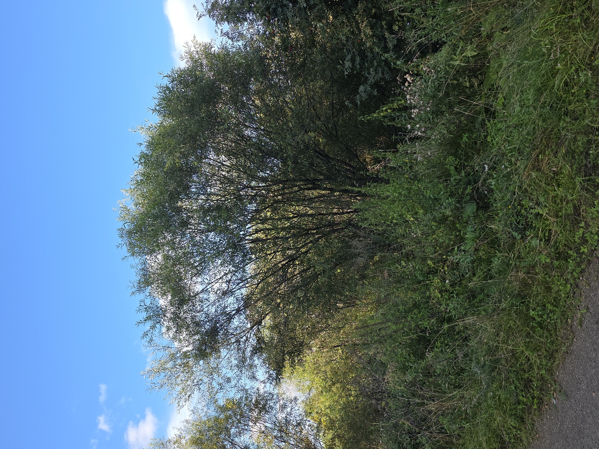 A wide shot captures a natural scene with a dirt path in the foreground and a dense thicket of trees and vegetation. The sky above is a clear blue with a few wispy white clouds. The vegetation is varied, with tall grasses, leafy bushes, and the branches of several trees, predominantly a large, bushy tree in the center. The overall impression is one of a rural or wilderness setting, likely on the outskirts of the city of Magnitka, Russia, given the natural landscape. There are no people or man-made structures immediately visible, suggesting a natural area.