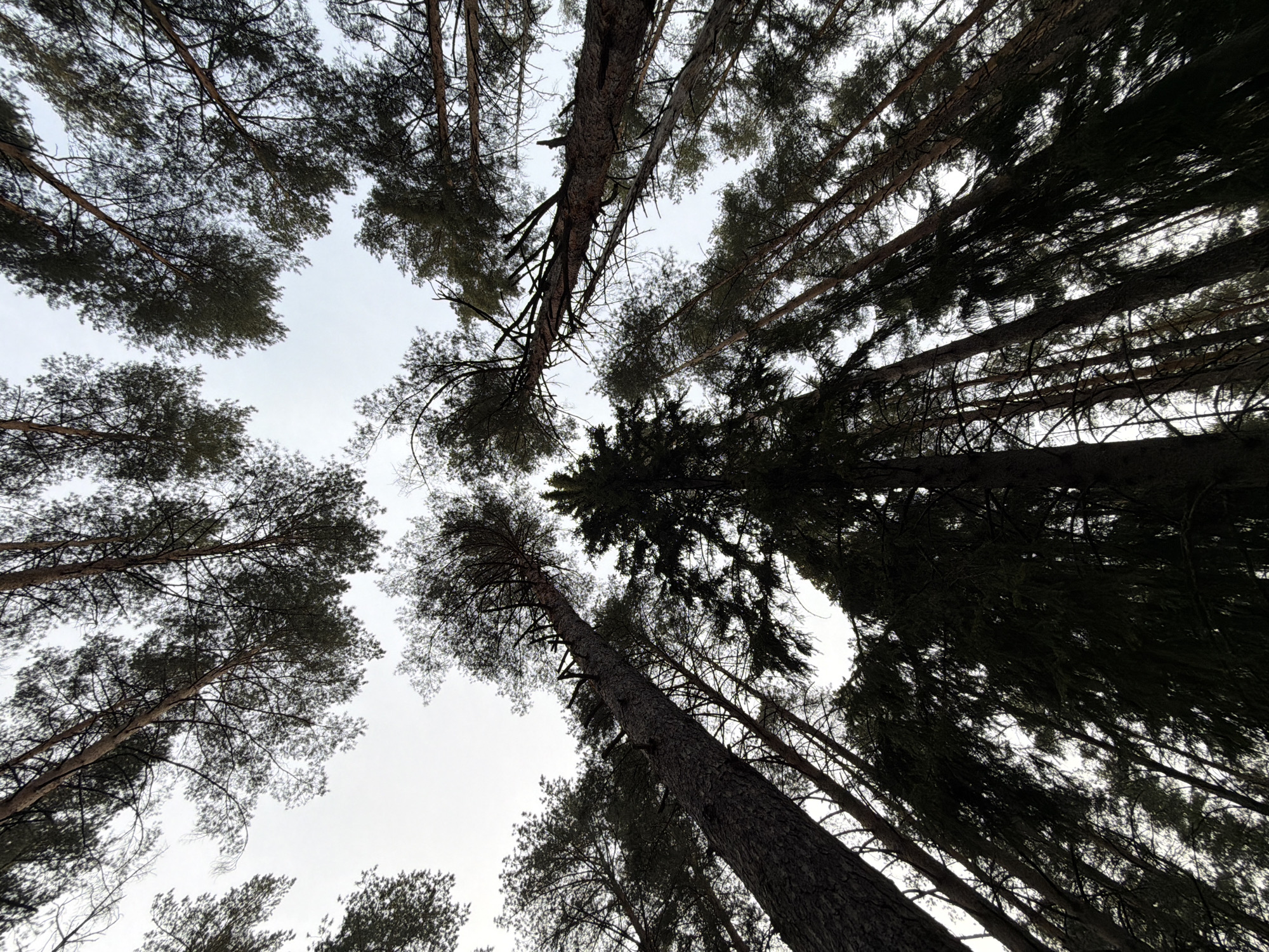 The image depicts a view looking upwards through a forest canopy, likely in the city of Прикамский, Russia. Numerous tall trees are visible, their trunks extending upwards and their branches and foliage forming a dense network against a pale sky. The trees appear to be a mix of coniferous and deciduous species. The perspective emphasizes the height and density of the forest. The lighting suggests either an overcast day or a time of day when the sun is low on the horizon.