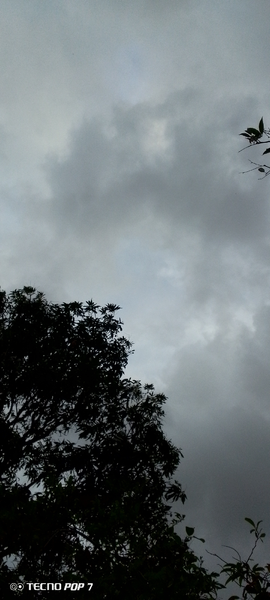 A silhouetted tree occupies the lower left quadrant of the image against a cloudy sky. The tree is dark and dense with visible branches and leaves, suggesting foliage. The sky is overcast with shades of gray and white clouds, indicating a potentially gloomy or pre-storm atmosphere. There is a watermark in the bottom left corner that reads "TECNO POP 7". The image is a vertical composition, oriented as if looking upwards. The location in Altagracia, Venezuela is not visually discernible from the image itself.