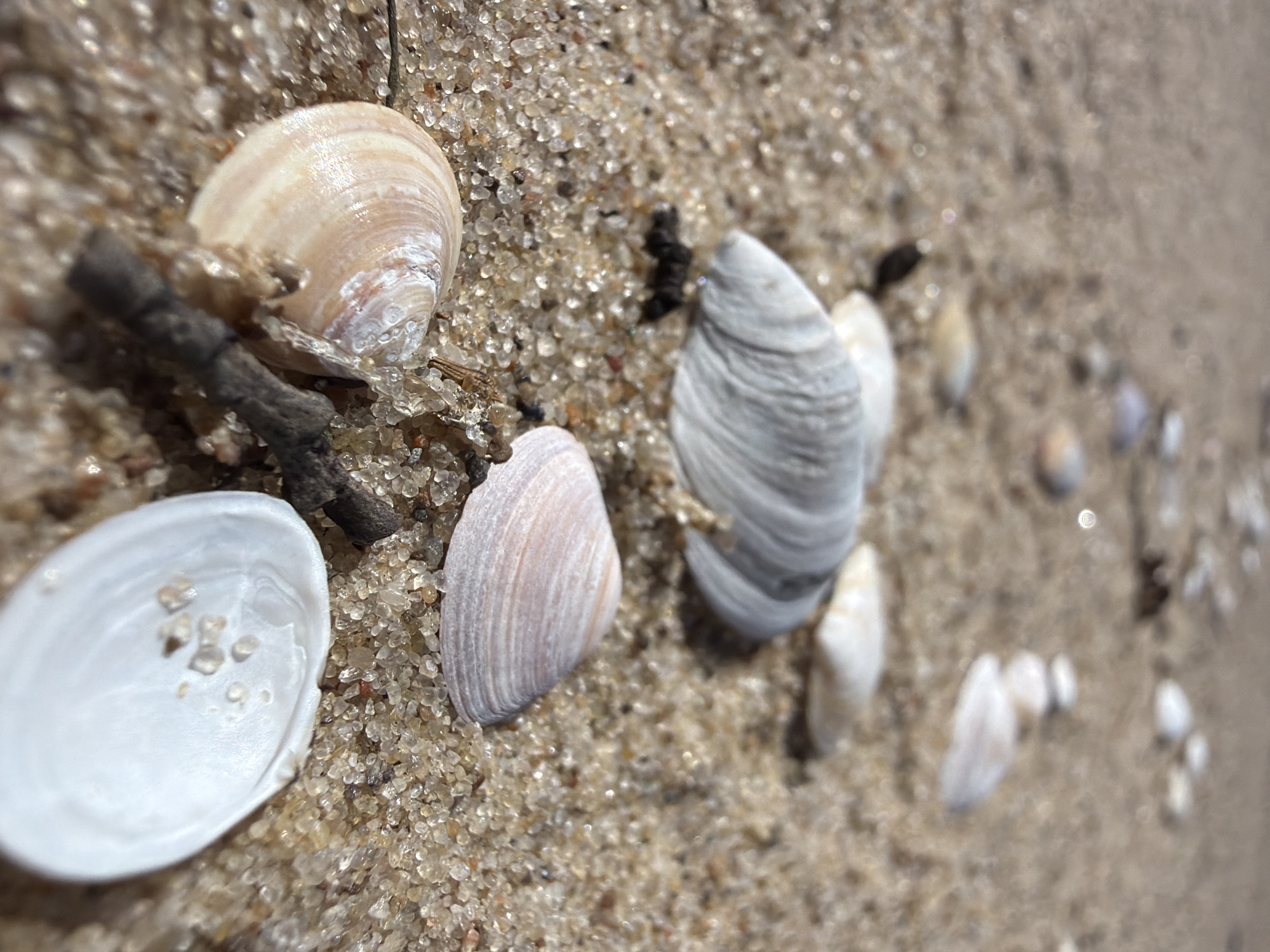 This is a close-up, low-angle shot of seashells and sand on a beach. The focus is on the foreground where several seashells are scattered on the sand, some open and some closed. The sand itself is composed of small grains, some of which are glinting in the sunlight. In the background, more seashells are visible, receding into a soft blur. The lighting suggests it is daytime, possibly late afternoon given the warm tones. The scene is devoid of any human presence or activity. The overall impression is one of natural beach debris. There is no information in the image to indicate it is located in Gauja, Latvia.