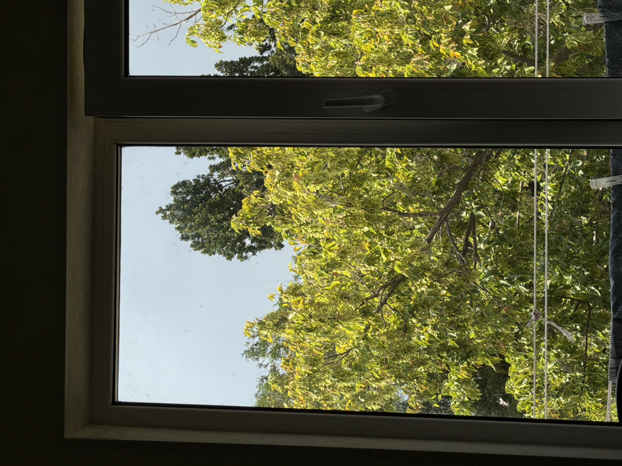 The image depicts a view through a window of dense green foliage and trees. The window frame is light-colored and appears to be made of PVC. The view is split into two panes by a vertical divider, which has a dark gray handle visible on the right pane. The foliage is a vibrant green, with some lighter-colored leaves mixed in, suggesting a sunny day. In the foreground, there are thin, horizontal lines, possibly wires or clotheslines, stretched across the view. A dark, textured surface is visible at the very bottom of the image, possibly a railing or a fence. The sky above the trees is a light blue. The scene is located in the city of Chirchik, Uzbekistan. There are no people visible in the image.