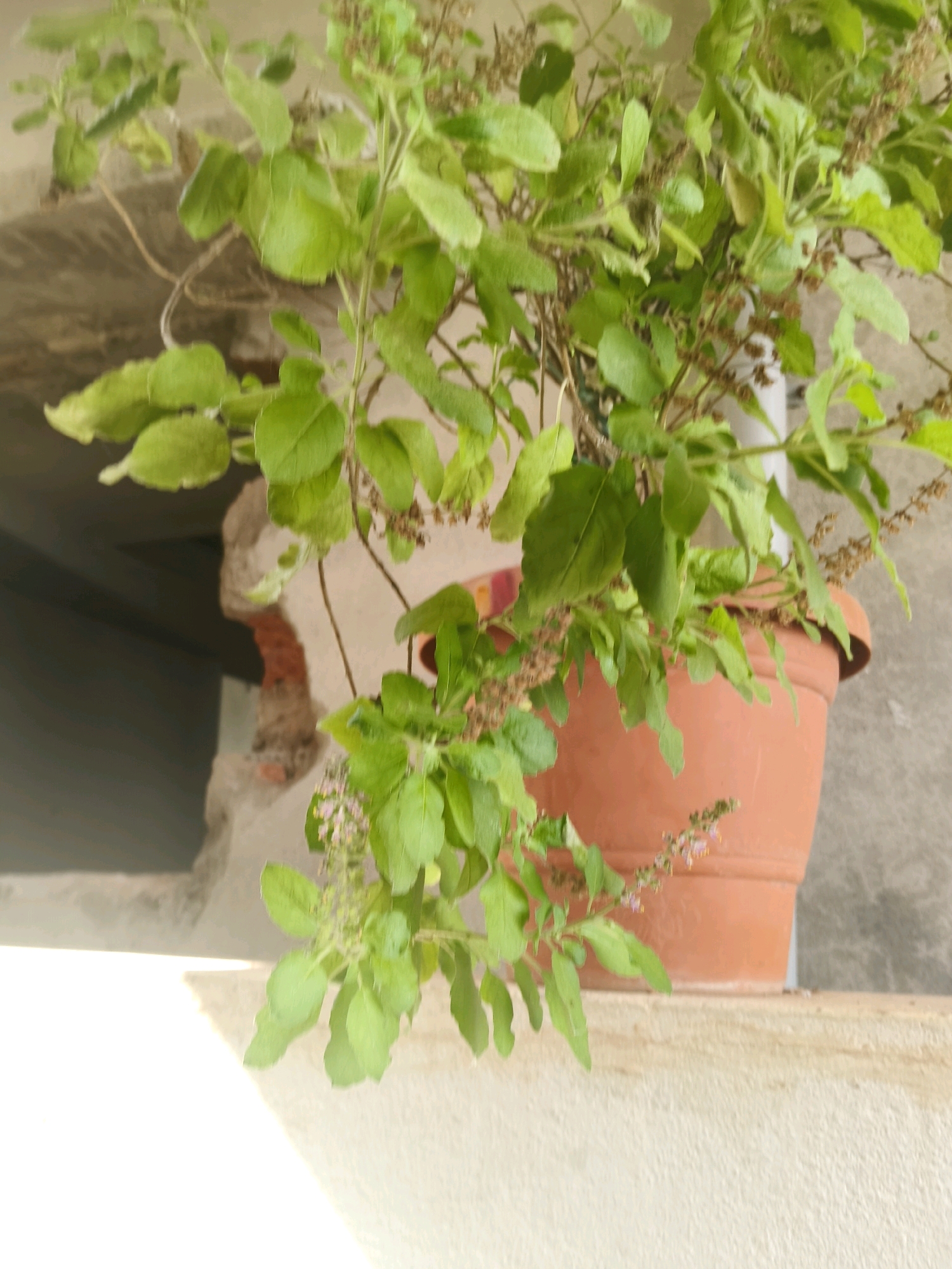 A close-up shot features a potted basil plant with green leaves and small, delicate purple flowers. The plant is in a terra cotta pot, which sits on a ledge. In the background, a cracked concrete wall reveals glimpses of brickwork. The scene is illuminated by natural light, creating a bright, somewhat overexposed foreground. The overall impression is that of an outdoor setting, possibly a windowsill or balcony, in a residential area in Venkatapuram, India. There are no people or animals present in the frame.