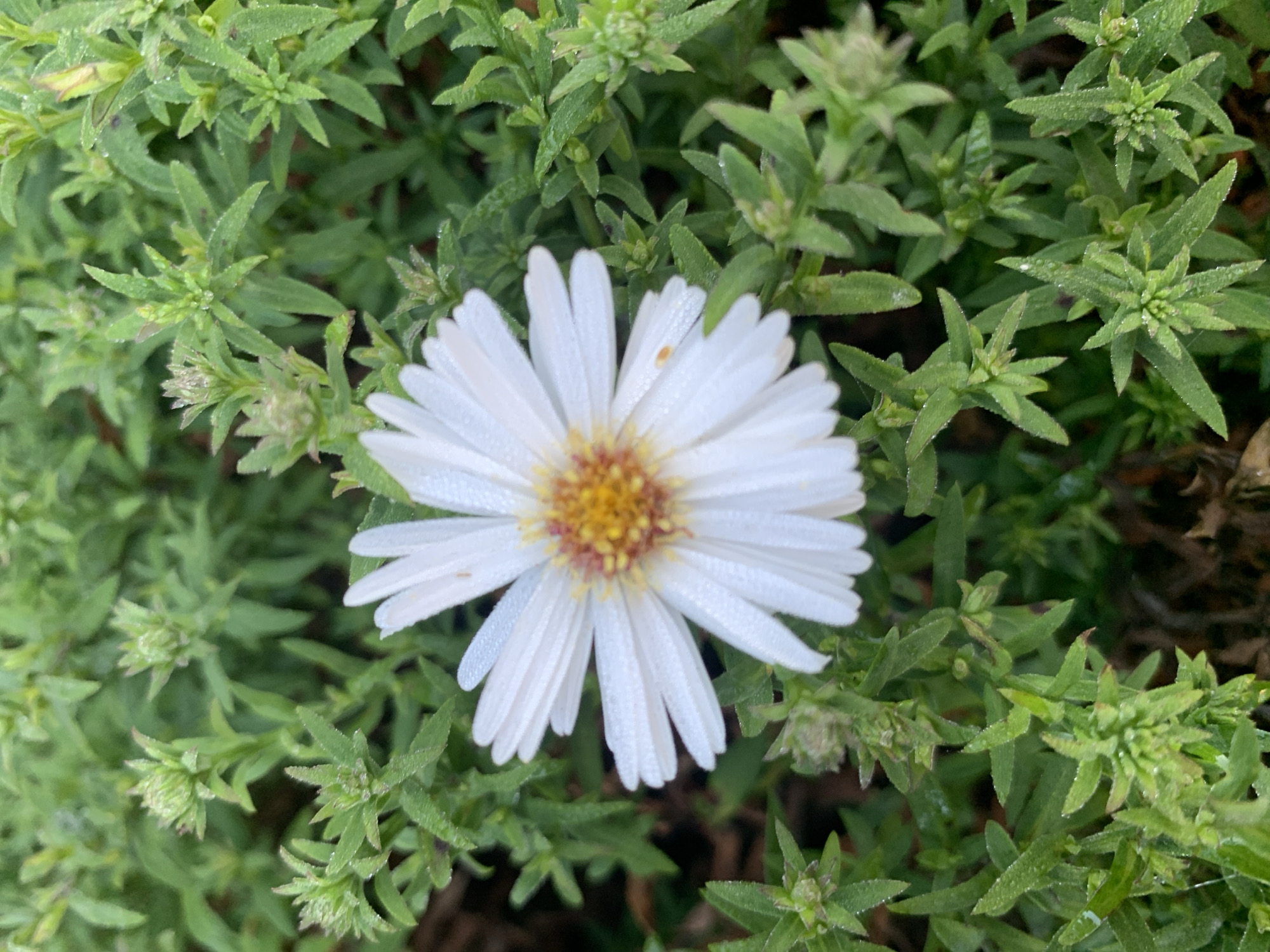 The image is a close-up, eye-level shot of a white daisy-like flower with a yellow and reddish-brown center. The flower is positioned slightly off-center to the left, with its white petals fanning out towards the top and right. The petals are covered in tiny water droplets, suggesting dew or recent rain. The flower is surrounded by lush green foliage, which is also speckled with water droplets. The background is a blur of more green leaves and some darker, indistinct shapes that could be soil or dried leaves. There are no people or animals visible in the image. The scene appears to be a natural outdoor setting, likely a garden or a patch of wildflowers. There is no indication of a specific location within the city of Kapyĺ, Belarus.