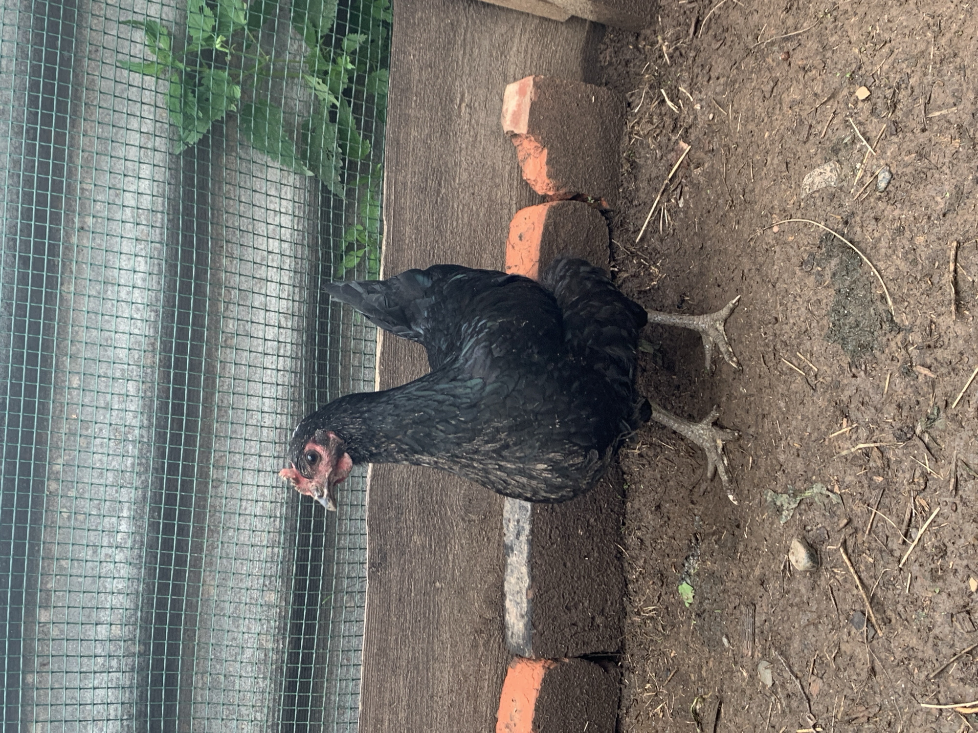 The image shows a black hen standing in a muddy enclosure. The enclosure has a wooden fence at the back, with a green mesh fence visible above it. Two broken orange bricks are placed on the ground in front of the wooden fence. The ground is composed of dark mud with some scattered straw and small stones. The hen is facing the camera, with its head slightly tilted to the left. Its feathers are dark and appear to have a slight iridescent sheen. The hen's legs and feet are visible, and they are also dark in color. The overall environment appears to be an outdoor farm or backyard area. No people are visible in the image. The location is specified as Panteleevka, Russia.