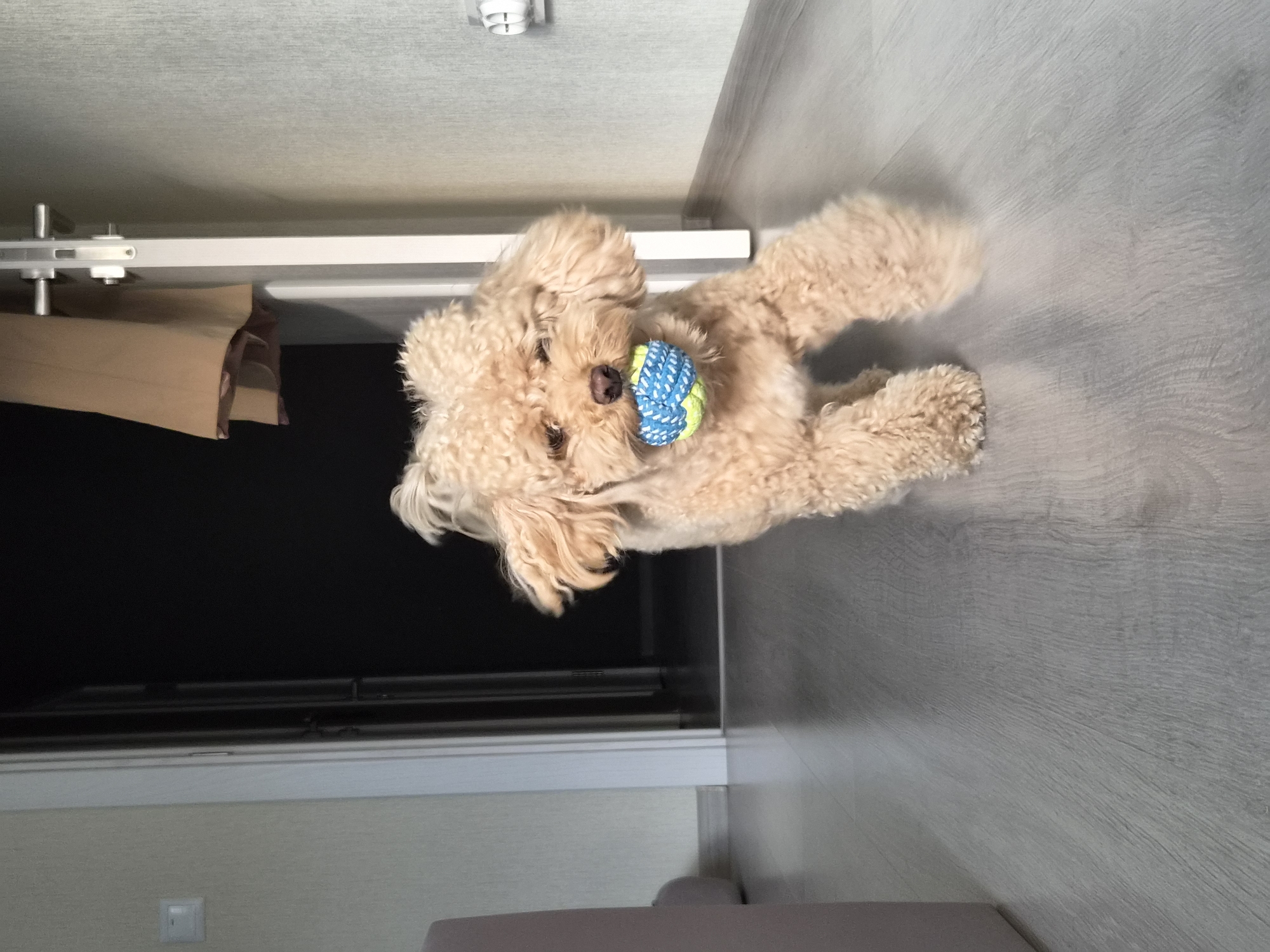 An apricot toy poodle with a blue and yellow ball in its mouth is running on a light gray wooden floor. The dog is in focus, with its body slightly blurred due to motion. In the background, there is a partially open doorway revealing a dark interior, a white doorframe, and a light beige coat hanging on a rack. The walls are textured and light-colored. The scene appears to be indoors, possibly in a hallway or a room within an apartment.