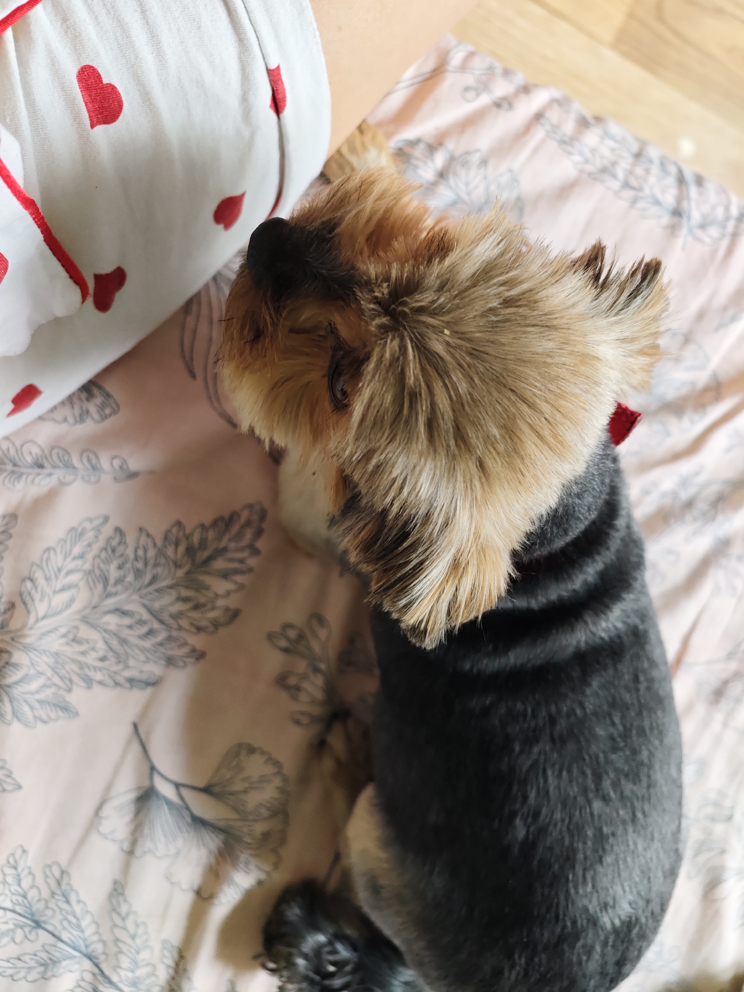 An overhead shot captures a small Yorkshire Terrier dog resting beside a person in a cozy, indoor setting. The dog, seen from above and slightly to the side, has a dark grey or black body with fur clipped short, contrasting with its long, fluffy, tan-colored head and upright ears. A small red collar or tag is partially visible beneath its ear. The dog's gaze is directed upwards and to its left.
A part of a person's body, likely a leg or hip, is visible on the left side of the frame, clad in white pajamas decorated with a red heart pattern. Both the dog and the person are on a bed or sofa, which is covered with a light pink or beige sheet. This bedding features a delicate blue-grey botanical pattern of leaves and fern-like designs. A wooden floor is visible in the background in the upper right corner of the frame.
The lighting is soft and warm, indicative of natural daylight. The scene evokes a sense of peace and domestic comfort, capturing a quiet moment between a pet and its owner in Chaikovsky, Russia. No visible text is present.