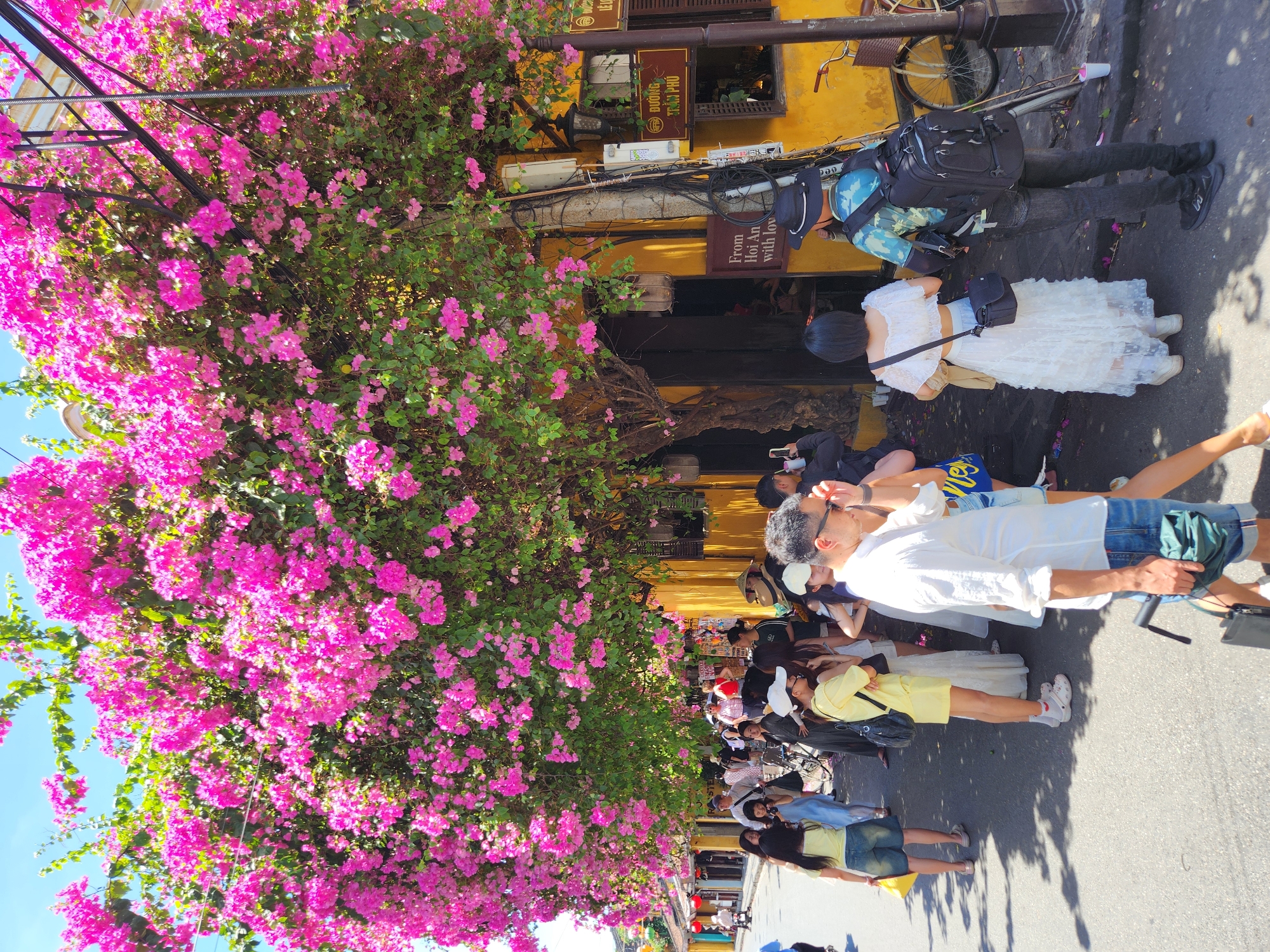 In Hội An Ward, Vietnam, a street scene unfolds under a canopy of vibrant pink bougainvillea flowers. A diverse group of tourists and locals navigate the asphalt road lined with traditional yellow buildings. The architecture features wooden window frames and ornate doorways, hinting at the area's historical significance. The atmosphere is bustling, with individuals engaged in various activities: some are captured mid-conversation, others are taking photographs, and a few are observing the colorful floral display overhead. A bicycle is parked against a building, suggesting a common mode of transportation. The sunlight casts dappled shadows on the ground, adding depth to the visual composition. The overall impression is one of a lively, picturesque street, characteristic of Hội An's charming urban landscape.