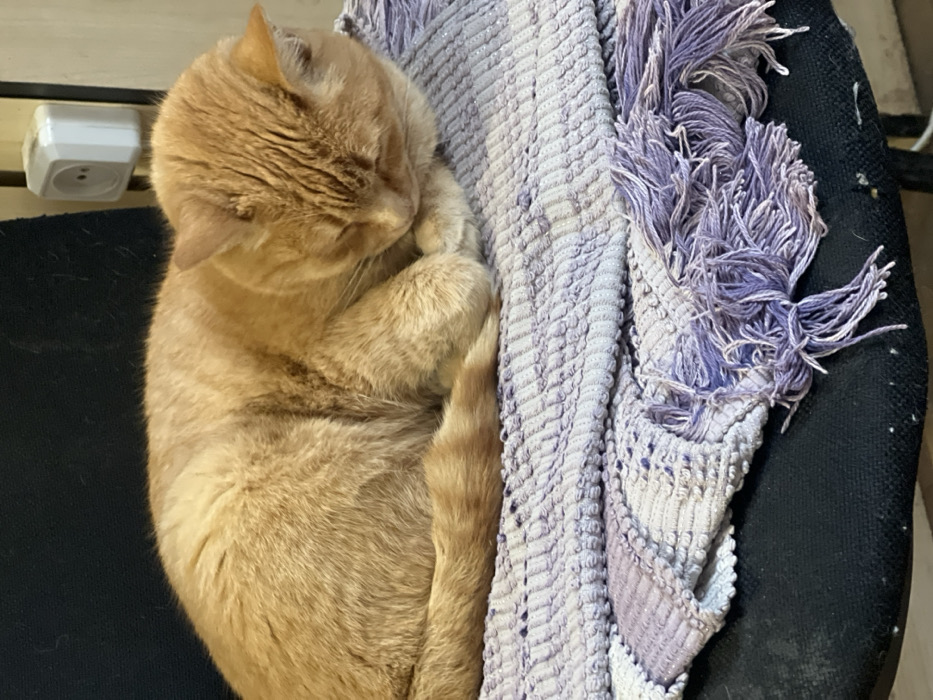 An orange-ginger domestic cat is observed in a curled, sleeping posture on a multi-toned purple and white striped blanket. The cat's eyes are closed, and its head is tucked inward, with its front paws positioned underneath its body. Visible stripes are present on the cat's tail. The blanket, which features distinct fringes on its right side, rests on a dark-colored chair seat, showing minor debris. In the background, an off-white electrical outlet with two circular receptacles is mounted on a light-colored vertical surface. The scene is located indoors in Zarichchia, Ukraine.