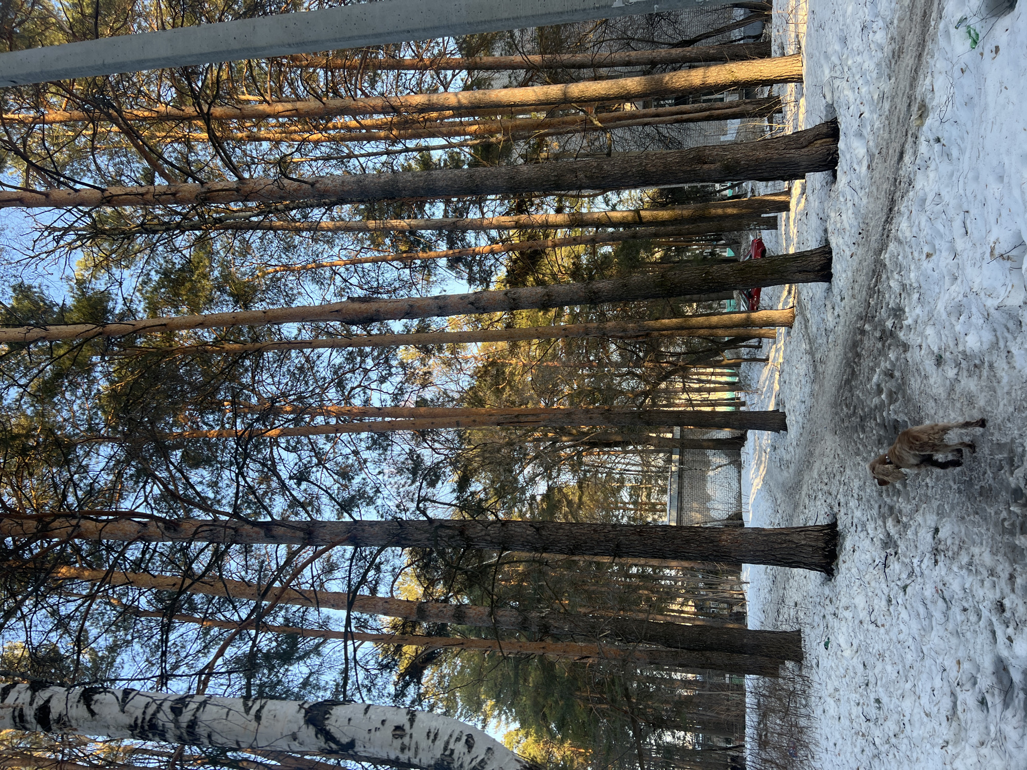 The image displays a winter or early spring scene in a wooded area within Chaikovsky, Russia. The ground is covered in patchy, melting snow and slush, with a dirt path winding from the foreground into the midground. Numerous tall pine trees with reddish-brown trunks and some visible green foliage stand prominently, casting long shadows. A white birch tree trunk with dark markings is visible on the far left. A medium-sized, light brown, shaggy-haired dog, wearing a collar, is seen walking away from the camera on the path in the foreground. In the midground, partially obscured by trees, a light-colored brick building with a dark roof is visible, along with a partially visible red vehicle further back. A grey concrete utility pole is present on the far right of the frame. The sky above is clear and blue, and sunlight illuminates the upper sections of the trees and parts of the snow. No human subjects are present. Small fragments of litter, including green plastic, are visible on the snow in the foreground.