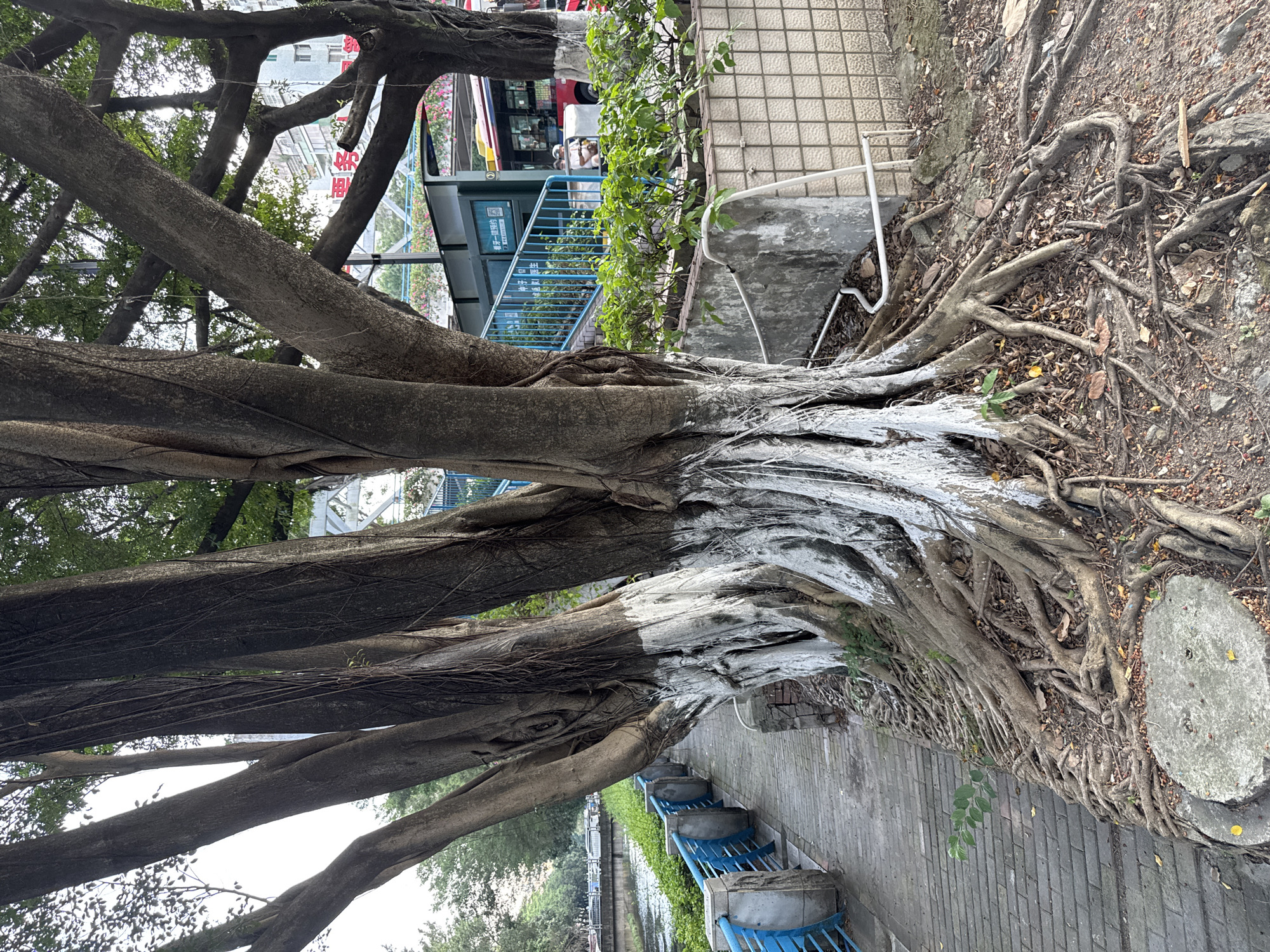 The image shows a large banyan tree growing along a walkway in the Tianhe District, China. The lower portion of the tree trunk and some of its aerial roots are painted white. The tree's branches extend over the walkway and a nearby waterway. A blue metal railing separates the walkway from the water. A bus stop with a double-decker bus is visible in the background. The ground around the base of the tree is covered in roots and debris. Several blue benches line the walkway. The photo appears to have been taken during the day.