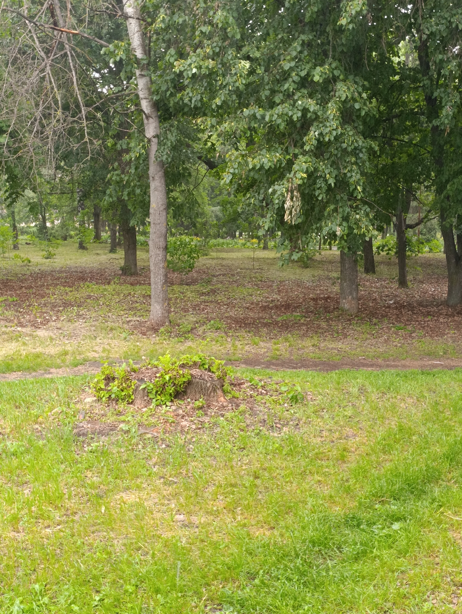 The image depicts a park scene with lush green grass in the foreground. A tree stump covered in small green plants is visible on the grass. Beyond the grass, a path winds through a wooded area with several trees of varying sizes. The ground beneath the trees is covered in fallen leaves and sparse vegetation. The overall impression is a natural, somewhat unkempt park setting, likely located in a residential area of Khorol, Ukraine, given its typical park infrastructure. No people are present in the image, and no specific actions are being depicted. The environment is primarily composed of natural elements such as trees, grass, and earth.