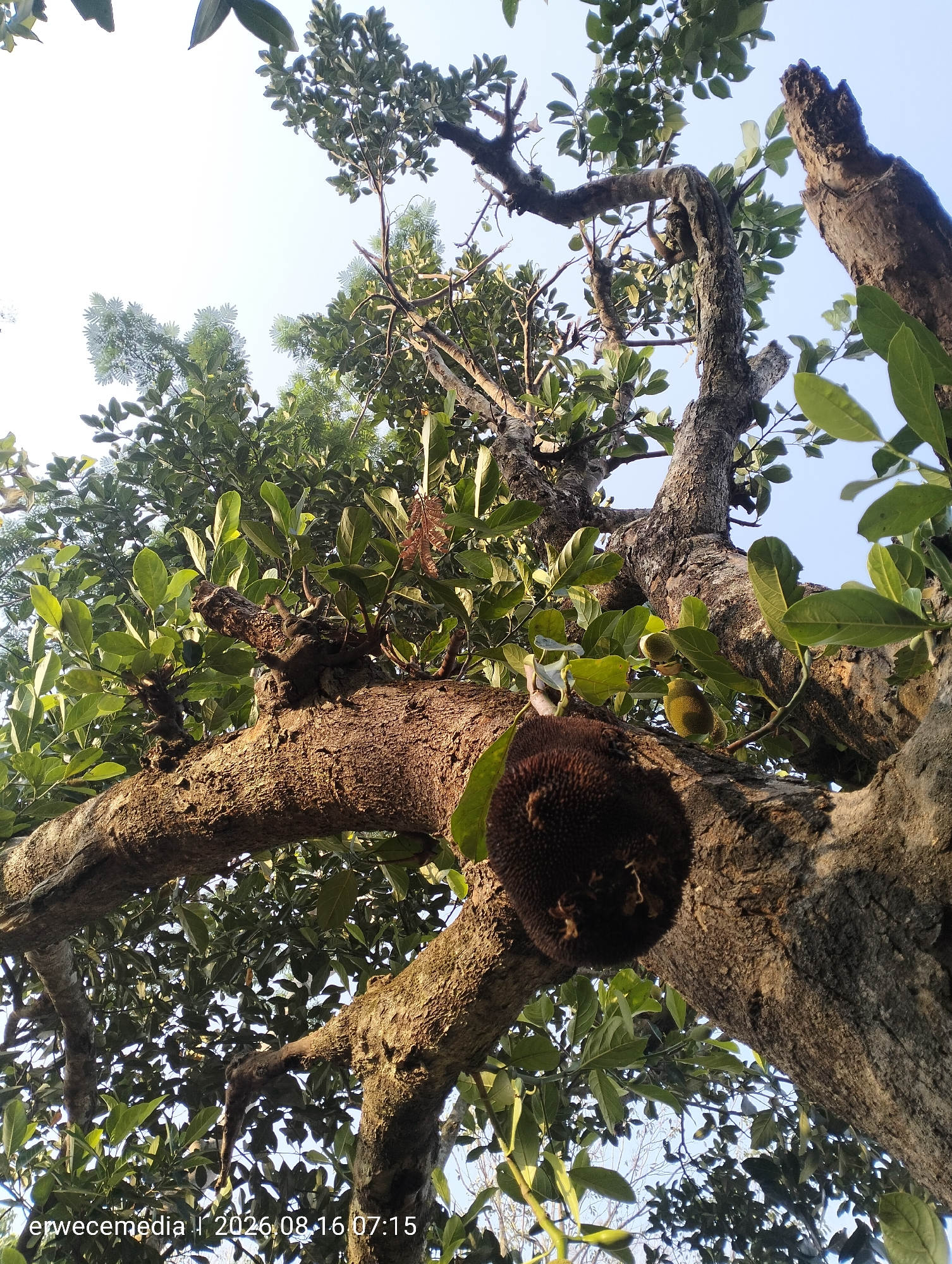 This is a low-angle shot of a jackfruit tree in Imogiri, Indonesia, on August 16, 2026, at 07:15. The trunk and branches of the tree are rough and textured, with green leaves and several jackfruits visible. One large, dark jackfruit hangs prominently on a branch in the lower left of the image. Two smaller, green jackfruits are visible further up the tree. The sky is clear and blue, with some bright white sky at the top of the frame. The image has a watermark in the bottom left corner that reads "erwecemedia | 2026.08.16 07:15".