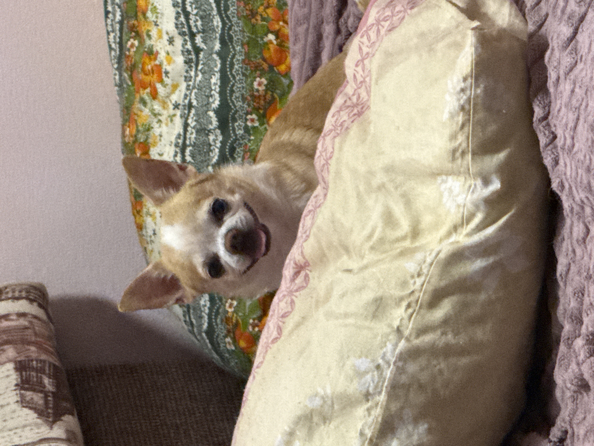 A tan and white Chihuahua dog is nestled between patterned pillows and a textured purple blanket. The dog is looking up with a slight grin. The pillows are in various floral and geometric patterns. The environment appears to be an indoor living space. The location is not discernible from the image.