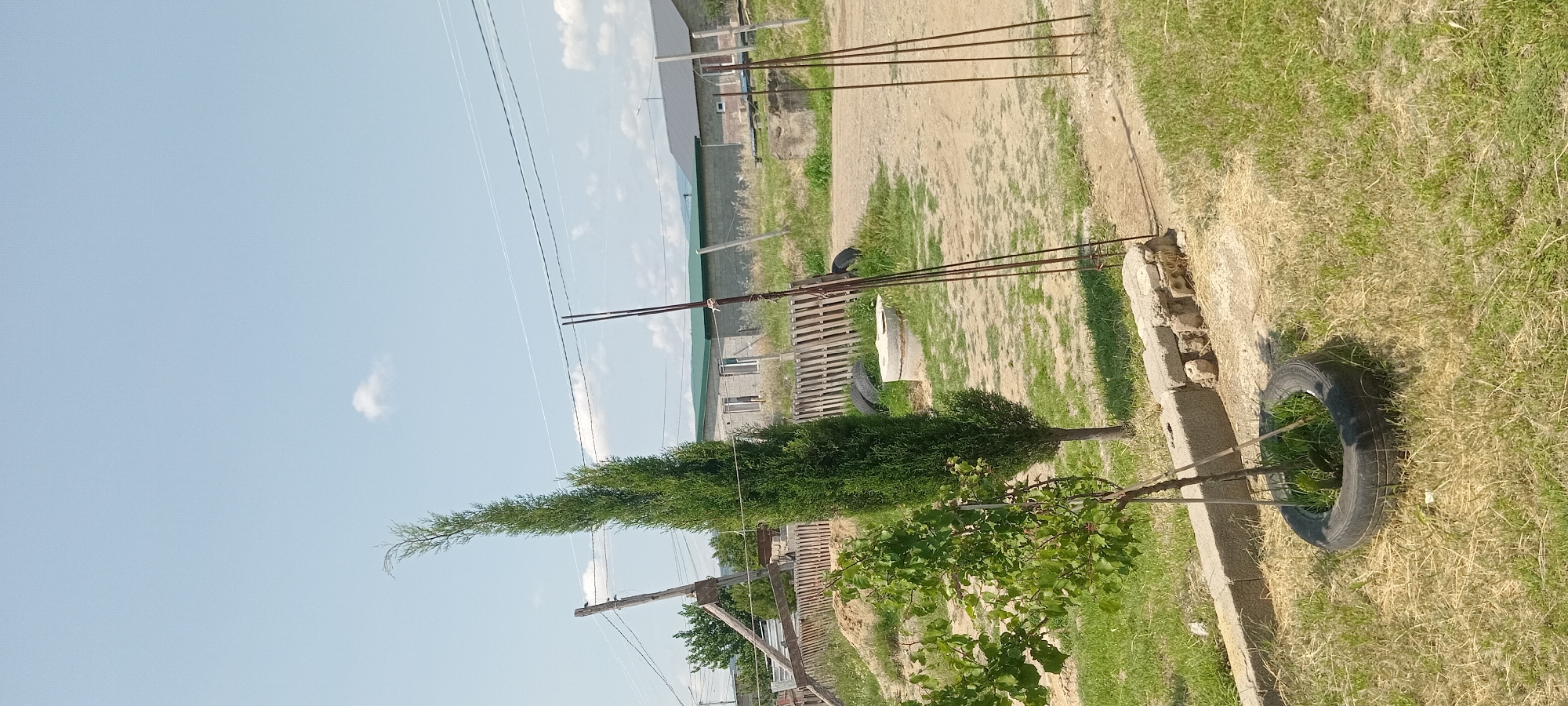 The image depicts an outdoor scene with a tall, slender evergreen tree prominently featured in the foreground. To the left of the evergreen, a smaller tree with green foliage is visible, planted within a repurposed tire. The ground surrounding the trees is a mix of dry grass and dirt. In the background, there is a rustic wooden fence, a concrete well ring, and several low-lying buildings with green roofs. Power lines are visible crossing the sky, and a light blue sky with a few scattered clouds completes the scene. The overall impression is one of a rural or semi-rural environment.