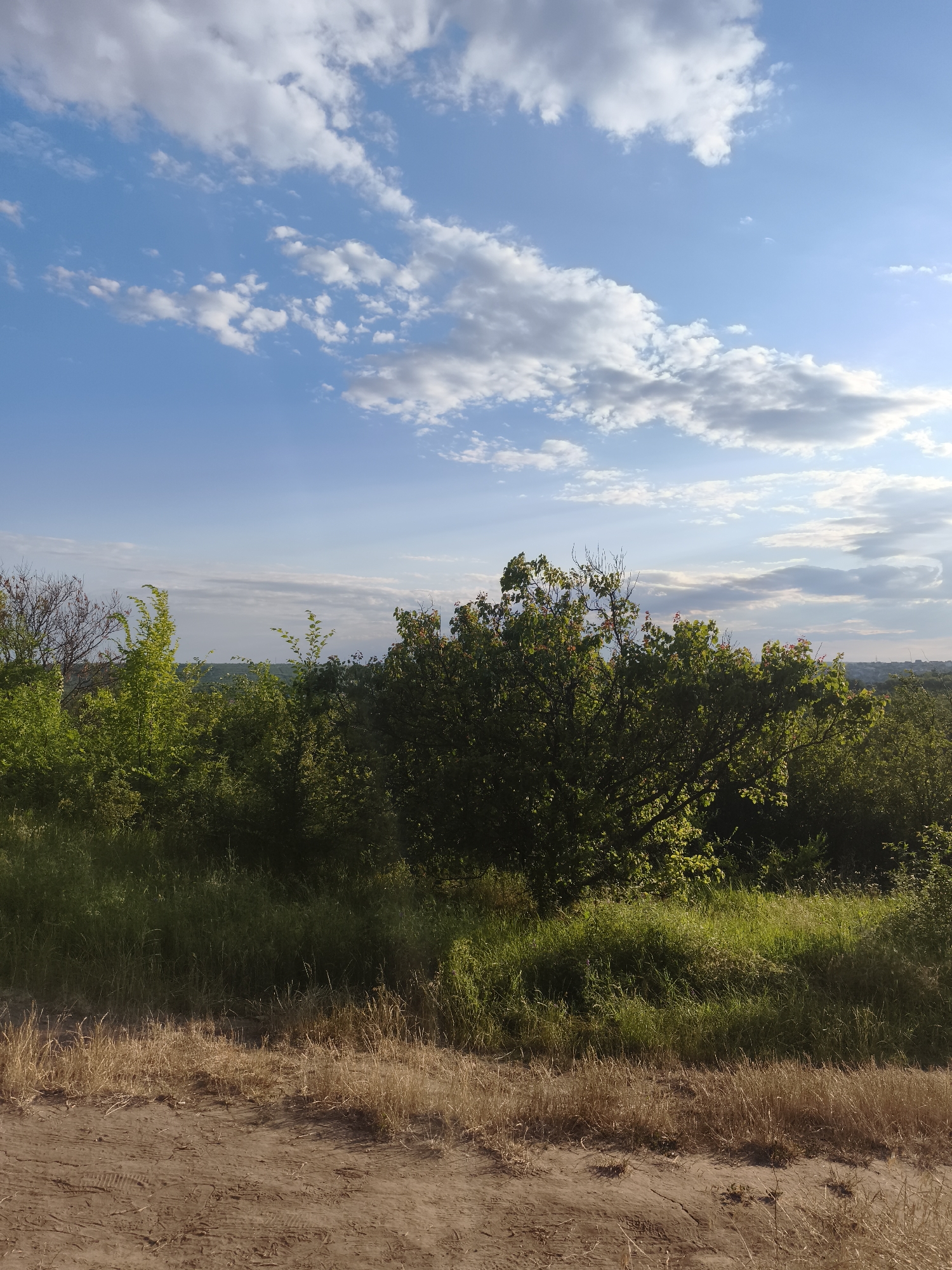 The image captures a natural landscape with a clear blue sky dotted with white, fluffy clouds. The foreground features dry, light brown grass and a dusty, reddish-brown path with tire tracks. Behind this, a dense line of green trees and bushes forms a mid-ground. The trees vary in shade from bright green to darker green, with some appearing more dense than others. The overall impression is of a rural or park-like setting under a bright, possibly sunny, sky. The scene is devoid of any people or man-made structures, suggesting an outdoor, natural environment. Without further context, it's impossible to definitively place this scene within the city of Codru, Moldova, but it represents a typical natural vista that could be found in such a location.