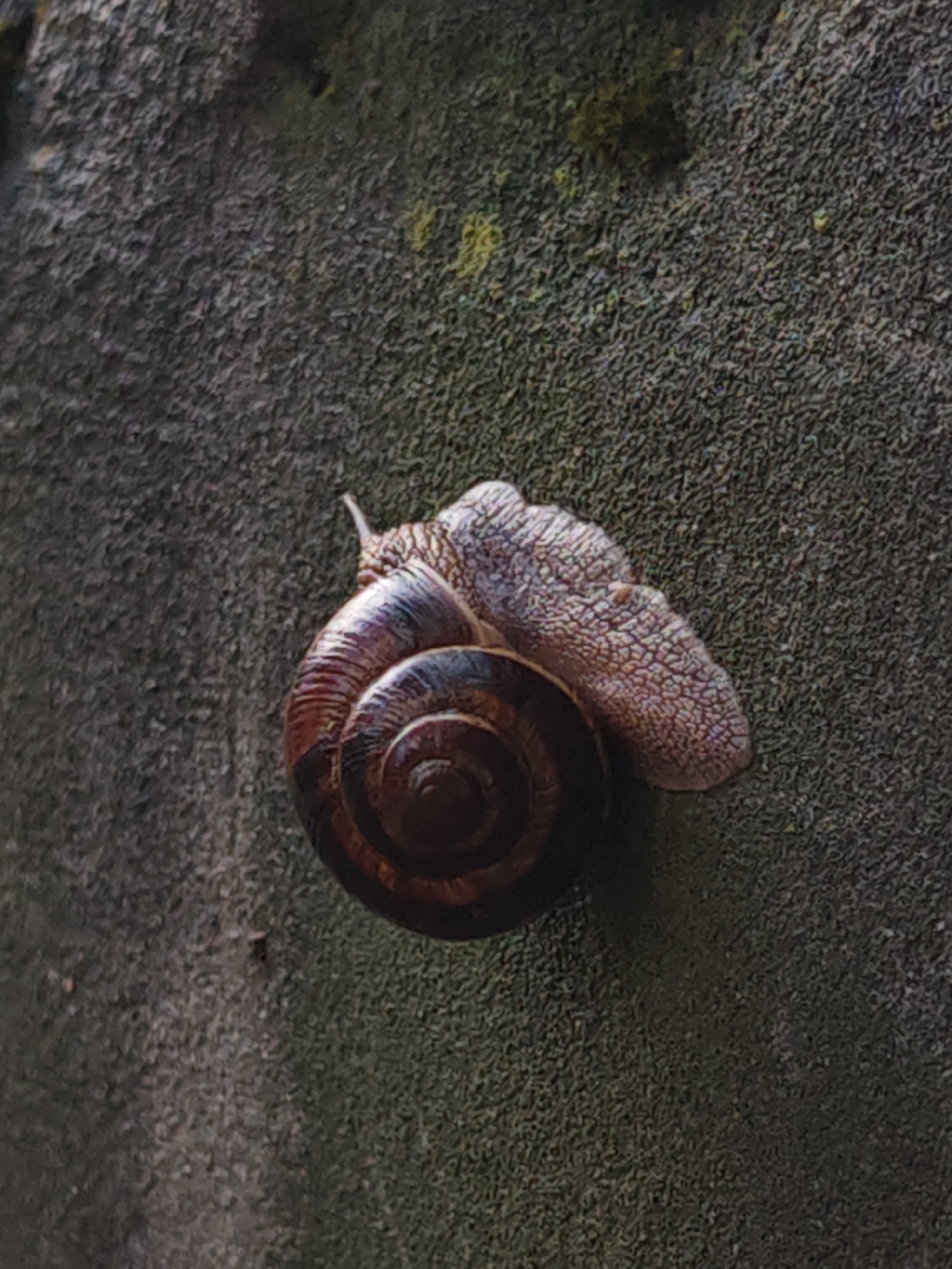 A close-up, high-angle shot shows a snail with a dark brown, spiraled shell. The snail's body, which is light gray with a textured, mottled pattern, extends from the opening of the shell. The snail is attached to a dark gray, rough surface, possibly a rock or wall, which has some patches of green moss. The background is out of focus. The image appears to have been taken outdoors in natural light.