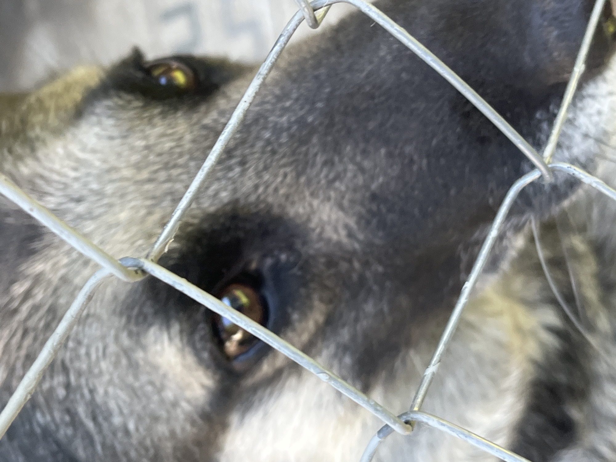 A close-up, eye-level shot shows the face of a German Shepherd dog peering through a chain-link fence. The dog's fur is a mix of grey, black, and tan. Its dark brown eyes are visible, with reflections of light and possibly the sky. The fence is metallic and out of focus, with a diamond pattern formed by the interwoven wires. The background is blurred and appears to be outdoors, with a suggestion of pavement or a light-colored surface. The location is the city of Lviv, Ukraine.