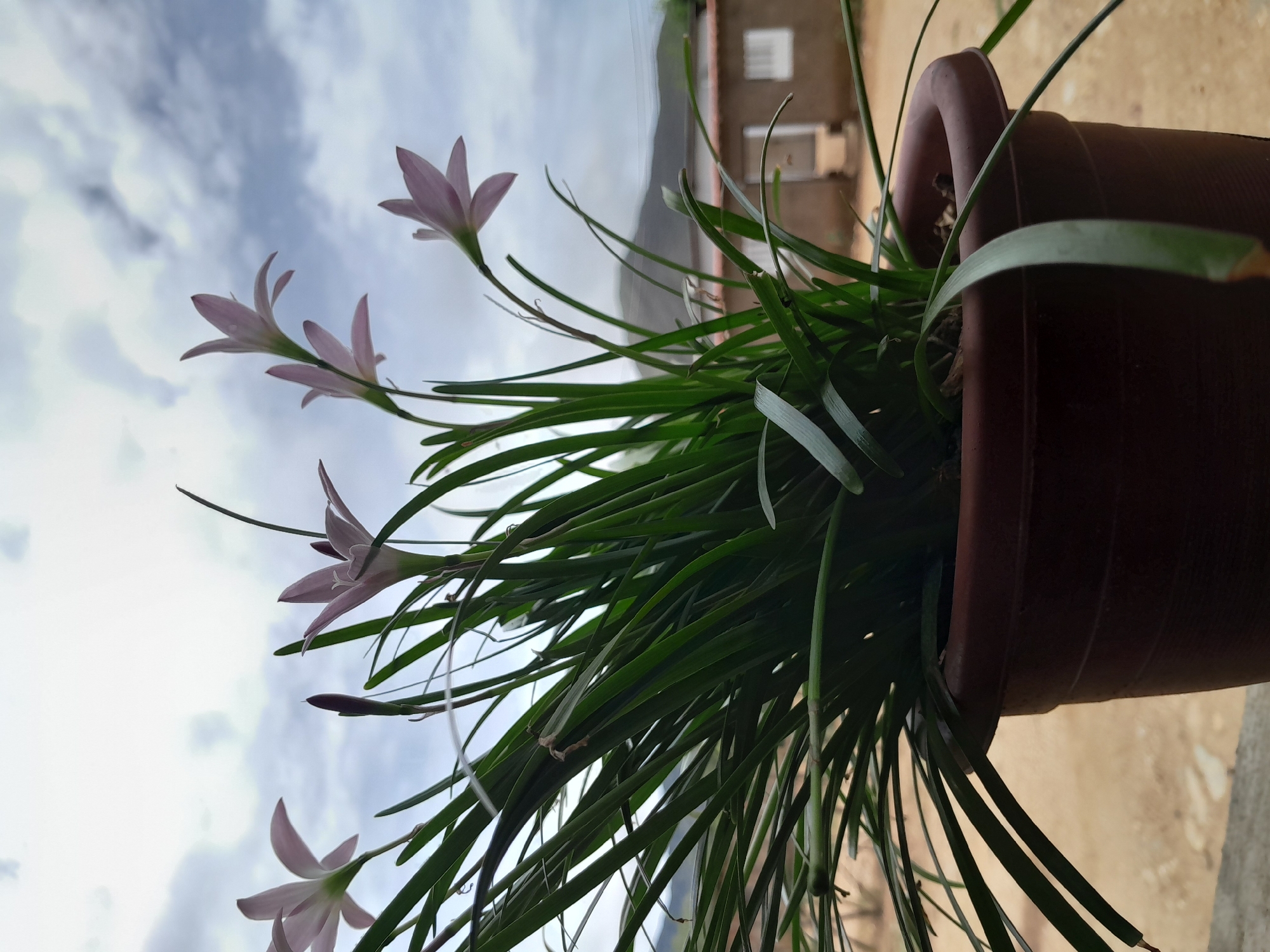 A potted plant with delicate pink flowers and long green leaves is positioned in the foreground. The plant is in a brown pot. In the background, there is a cloudy sky, a mountain range, and a building with white-framed windows. The scene appears to be outdoors. Based on the architecture and landscape, this photo was likely taken in Santa Ana, Venezuela.