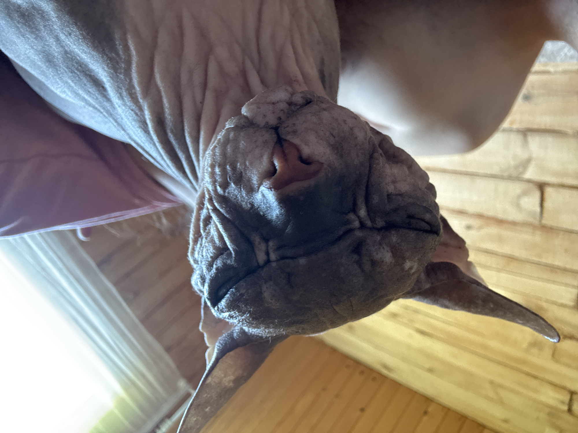 A close-up, low-angle shot captures a hairless cat, likely a Sphynx breed, resting with its eyes closed. The cat's wrinkled, grey skin is prominent, with visible folds around its face and neck. Its large ears are a notable feature. The cat is positioned on what appears to be a person's lap or arm, indicated by the visible skin and a pink fabric garment. The background consists of a wooden wall, suggesting an indoor environment, possibly a home. The lighting is natural, coming from the right side of the frame, creating soft shadows. The scene is devoid of any clear indication of its specific location in Nikolaevka, Russia.