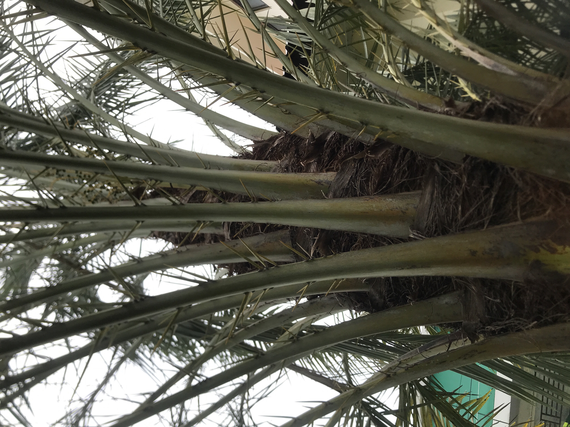 The image presents a low-angle, upward-looking view into the crown of a palm tree, highlighting its dense fronds and the base of its branches. Numerous long, green fronds extend outwards from a central, fibrous core, which appears dark brown and densely textured. Many of the fronds are visibly equipped with sharp, yellowish spines or thorns protruding along their edges, especially prominent on the underside.
The background is dominated by a bright, uniformly white sky, suggesting an overcast day or heavily diffused light conditions. Through the gaps between the fronds, subtle glimpses of distant man-made structures are visible, including light-colored walls and a section of a turquoise or light green panel from a building. There is no specific activity taking place, and no people or animals are depicted. The scene captures the intricate structure of the palm foliage in a tropical setting. No text is visible in the image.