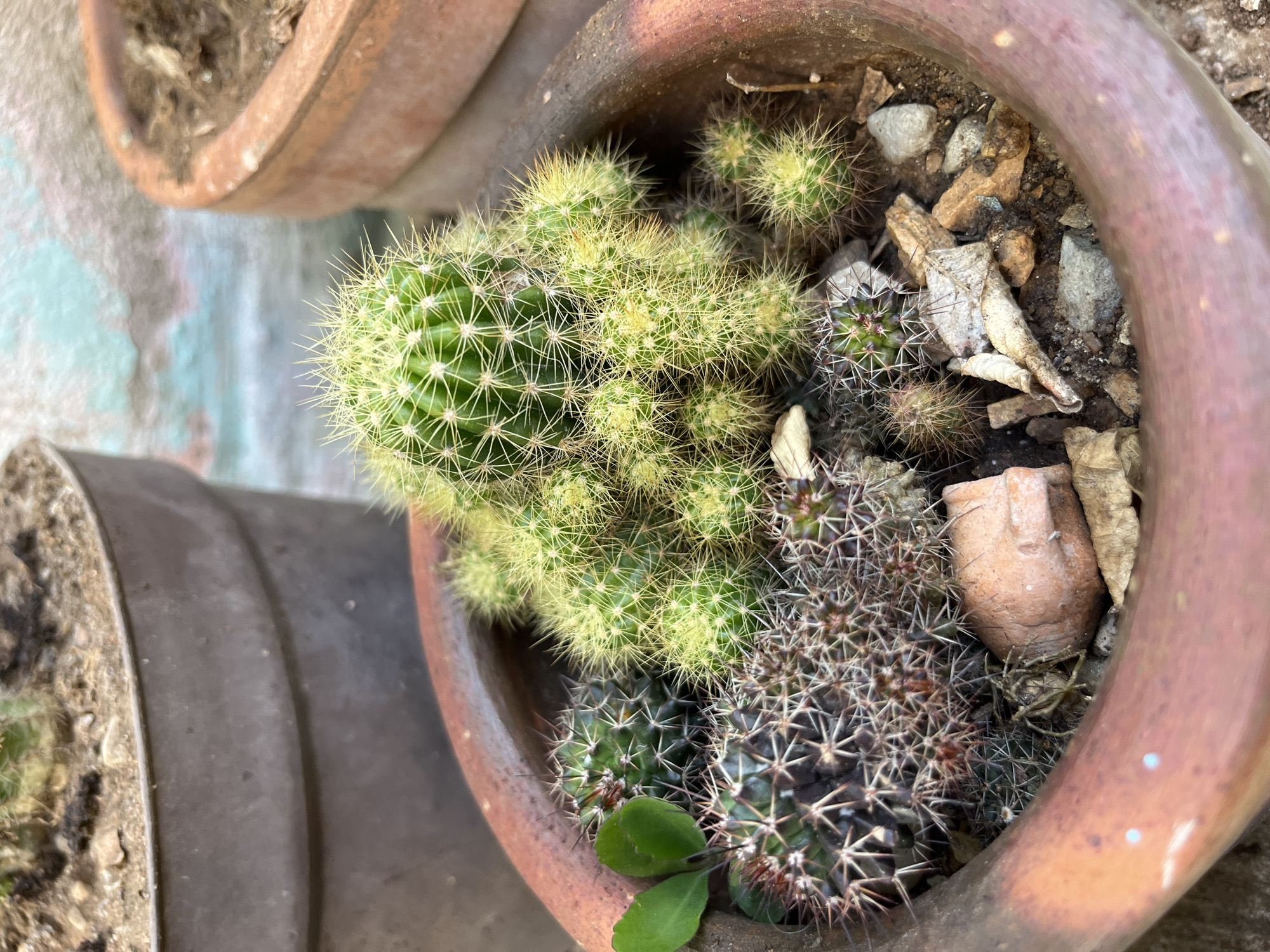 The image provides a close-up, high-angle view of an assortment of cacti thriving in a terracotta pot, set in Juan Griego, Venezuela. The main focus is on a dense cluster of bright green cacti with numerous fine, light-colored spines, occupying the upper left part of the pot. Adjacent to these, towards the lower right, is another group of cacti displaying a darker green to brownish coloration with more robust, darker spines. Several smaller cactus plants are nestled throughout the pot.
The pot itself is made of reddish-brown terracotta, showing signs of use and some minor discoloration. The growing medium within the pot consists of dark soil mixed with various small rocks, dried leaves, and a broken shard of what appears to be another terracotta vessel.
In the midground, the rim of a second, similar terracotta pot filled with soil is partially visible on the left. The background reveals a textured wall, possibly painted, with faded patches of light blue-green and off-white, indicating an outdoor setting. The scene is brightly illuminated by natural daylight, suggesting clear weather. No people or visible text are present.