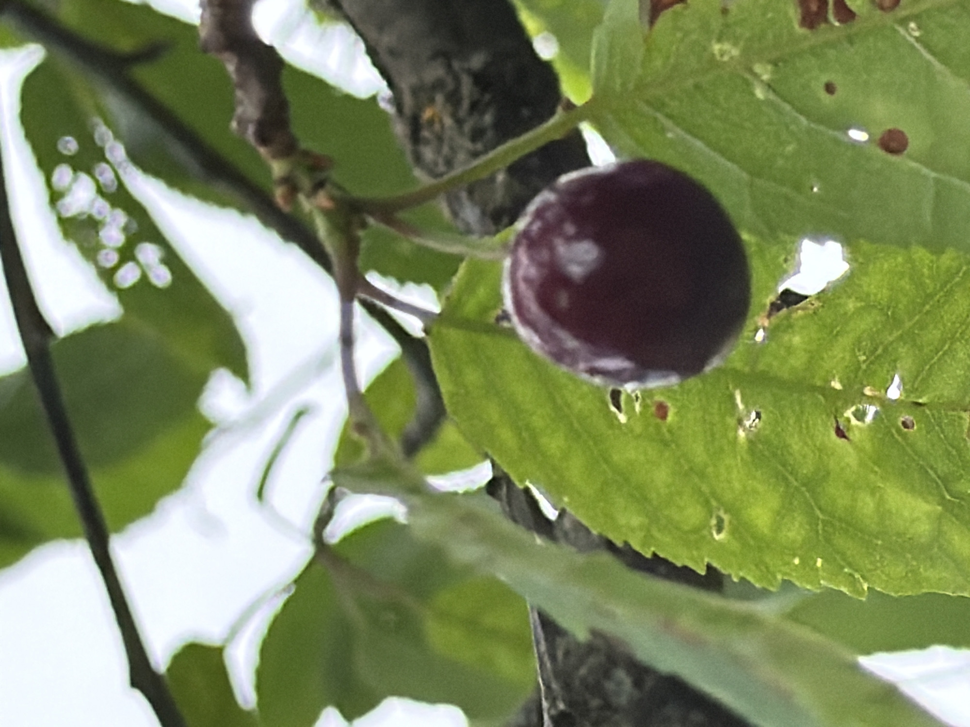 A close-up, shallow depth of field shot shows a single, dark red cherry hanging from a thin stem on a tree branch. The cherry is round and glossy, with a few lighter highlights reflecting its surface. It is surrounded by bright green leaves, some of which are slightly tattered with small holes. In the background, out of focus, are more leaves and a dark, textured tree branch. The overall lighting suggests an overcast day. The image was taken in Baloži, Latvia.