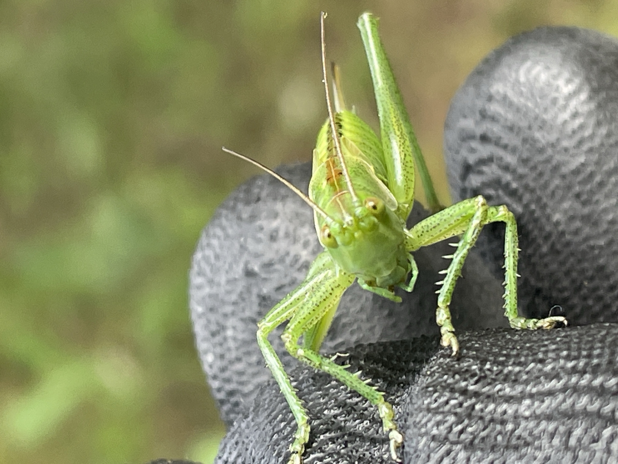 A close-up shot depicts a green grasshopper perched on a dark, textured surface, possibly a gloved hand. The grasshopper is facing the camera, displaying its green body with small black spots, prominent antennae, and spiky legs. The background is blurred, showing green foliage. The location, Tsar Kaloyan, Bulgaria, cannot be determined from the visual information.