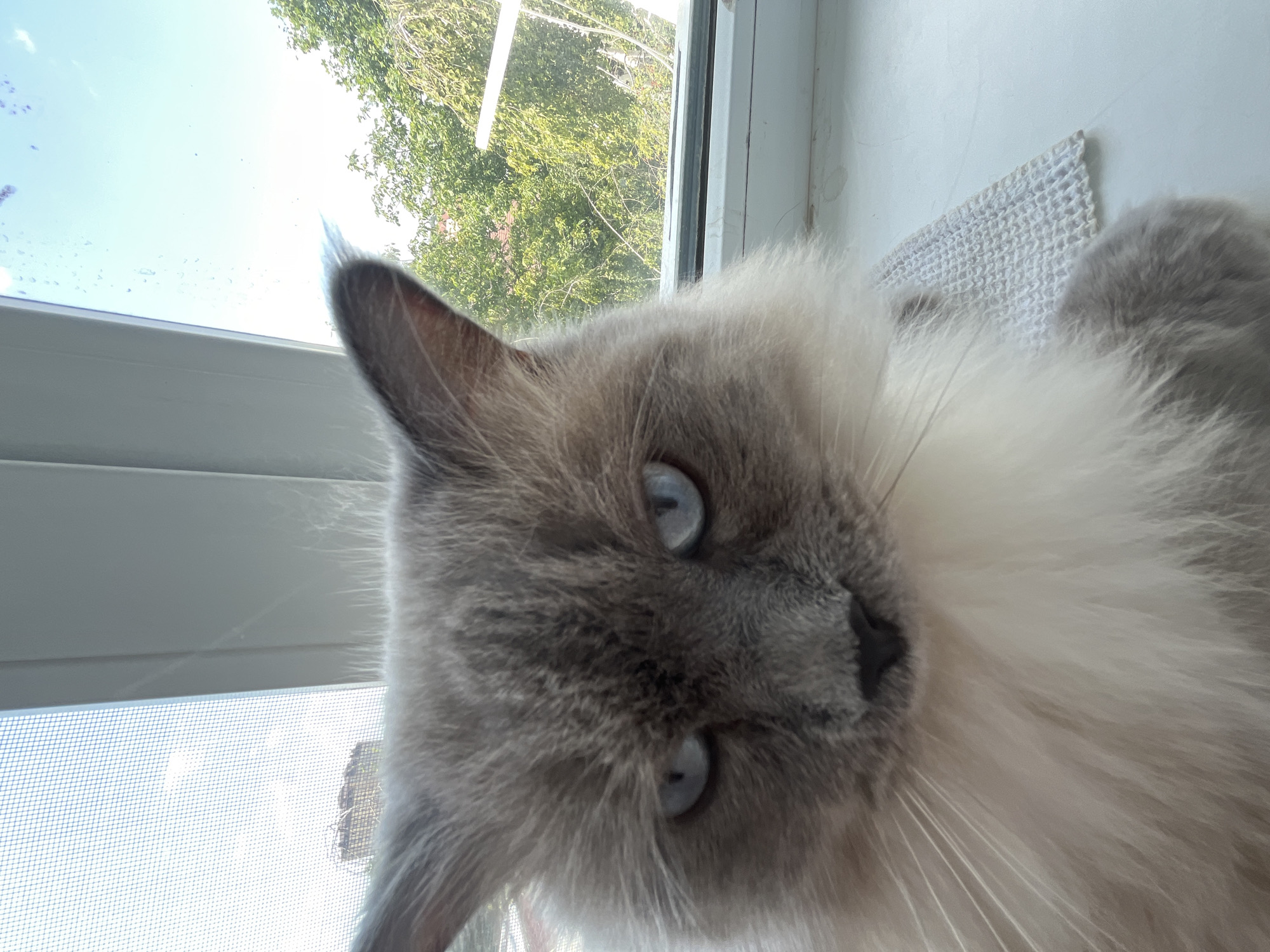A close-up, low-angle shot shows a fluffy, gray and white cat with bright blue eyes. The cat is sitting on a white windowsill, with a window behind it. Through the window, green trees and a clear blue sky are visible. The cat's face is in sharp focus, while the background is slightly blurred. There is a white building visible through the window, and what appears to be a wire or string hanging down from the top of the window frame. The image is taken from an eye-level perspective of the cat.