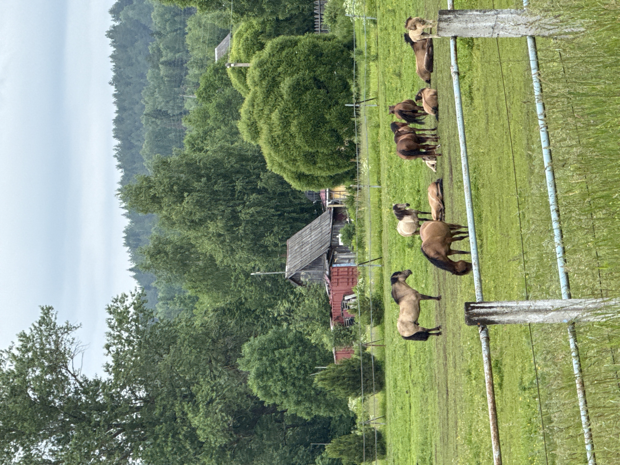 A herd of horses grazes and rests in a grassy field in Opary, Russia. The field is bordered by a wire fence with concrete posts in the foreground. In the background, there is a collection of buildings including a weathered wooden structure and a red shipping container. Beyond the buildings, a dense forest covers rolling hills under a cloudy sky. Several horses are standing, while others are lying down in the field.