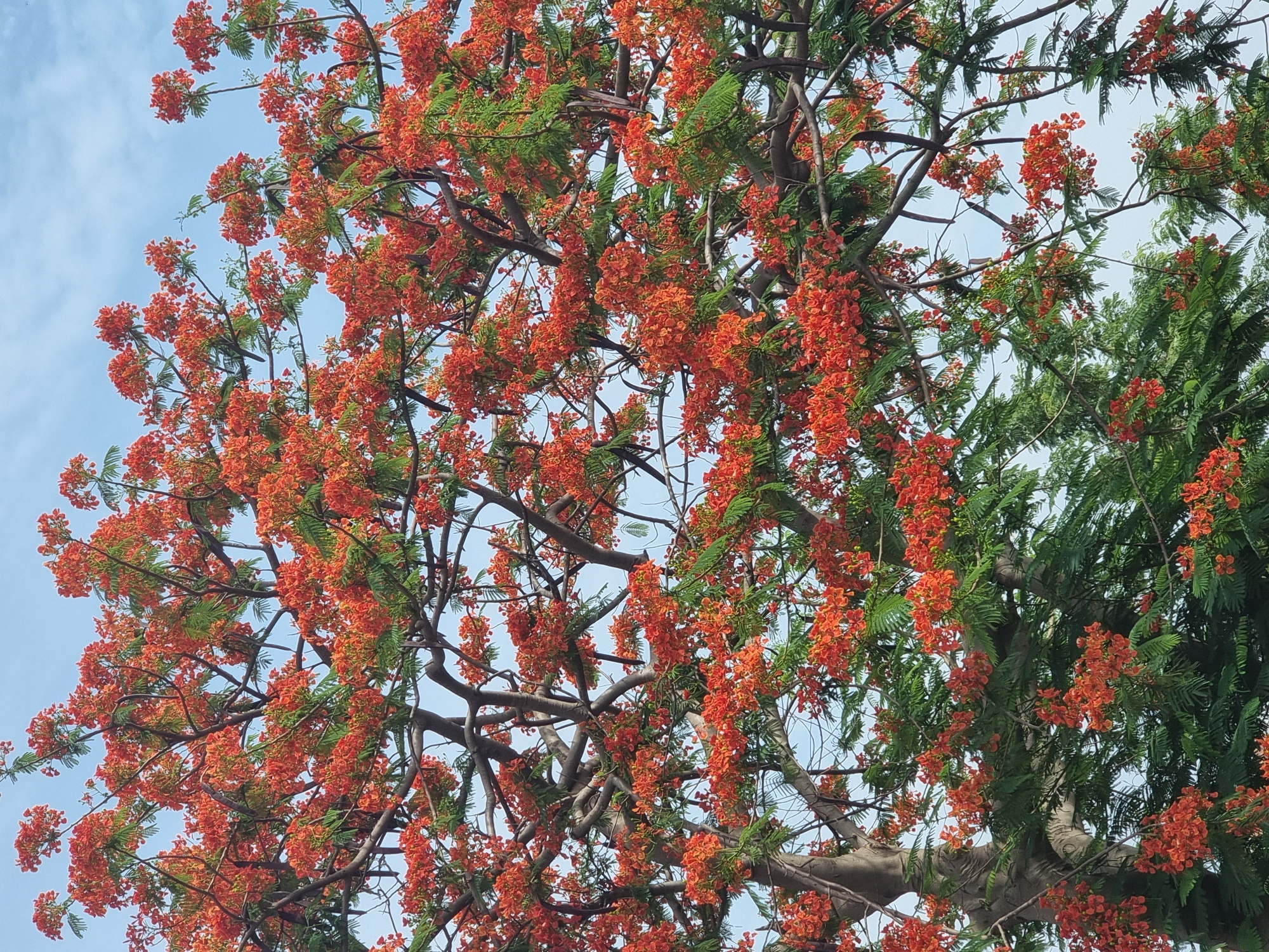 The image shows a tree with vibrant orange-red flowers and green foliage against a light blue sky. The tree's branches are visible, creating a network against the sky. The location is indicated as Gwagwalada, Nigeria, but the image only depicts the tree and sky, with no specific landmarks or people visible to confirm the location forensically.
