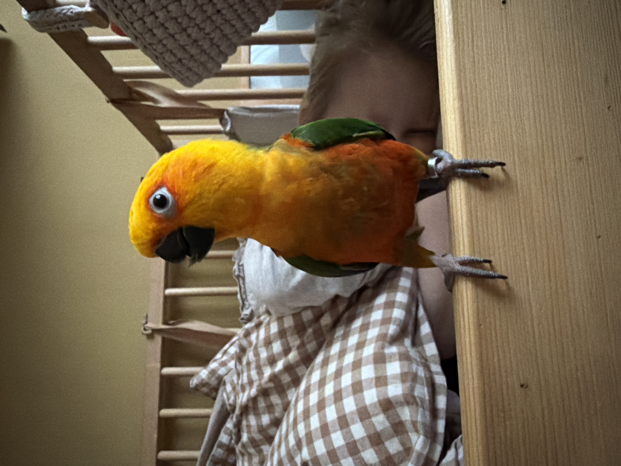 A brightly colored yellow and orange bird with green on its back is perched on a wooden surface. The bird has a black beak and a silver band on its leg. Behind the bird is a person wearing a brown and white checkered shirt. The background includes a wooden structure resembling a ladder or shelving unit. The location is not identifiable as Khimki, Russia, from the image alone.