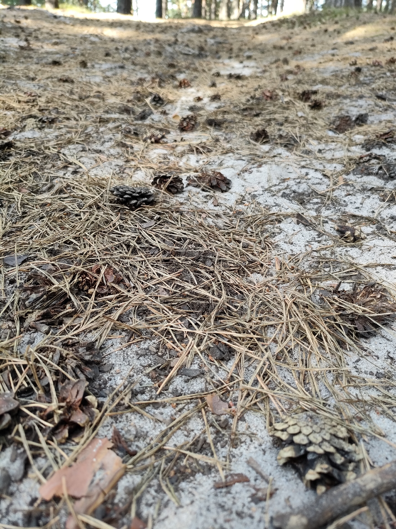 The image depicts a close-up, low-angle view of the forest floor covered in sand, pine needles, and pinecones. The ground is uneven and textured, with patches of light and shadow suggesting dappled sunlight filtering through trees, which are visible as blurred vertical shapes in the background. The scene is devoid of any human presence or activity. It appears to be a natural forest environment, possibly in a park or wooded area. No specific landmarks or urban elements are discernible, making it impossible to determine its location within Barnaul, Russia, without further information.